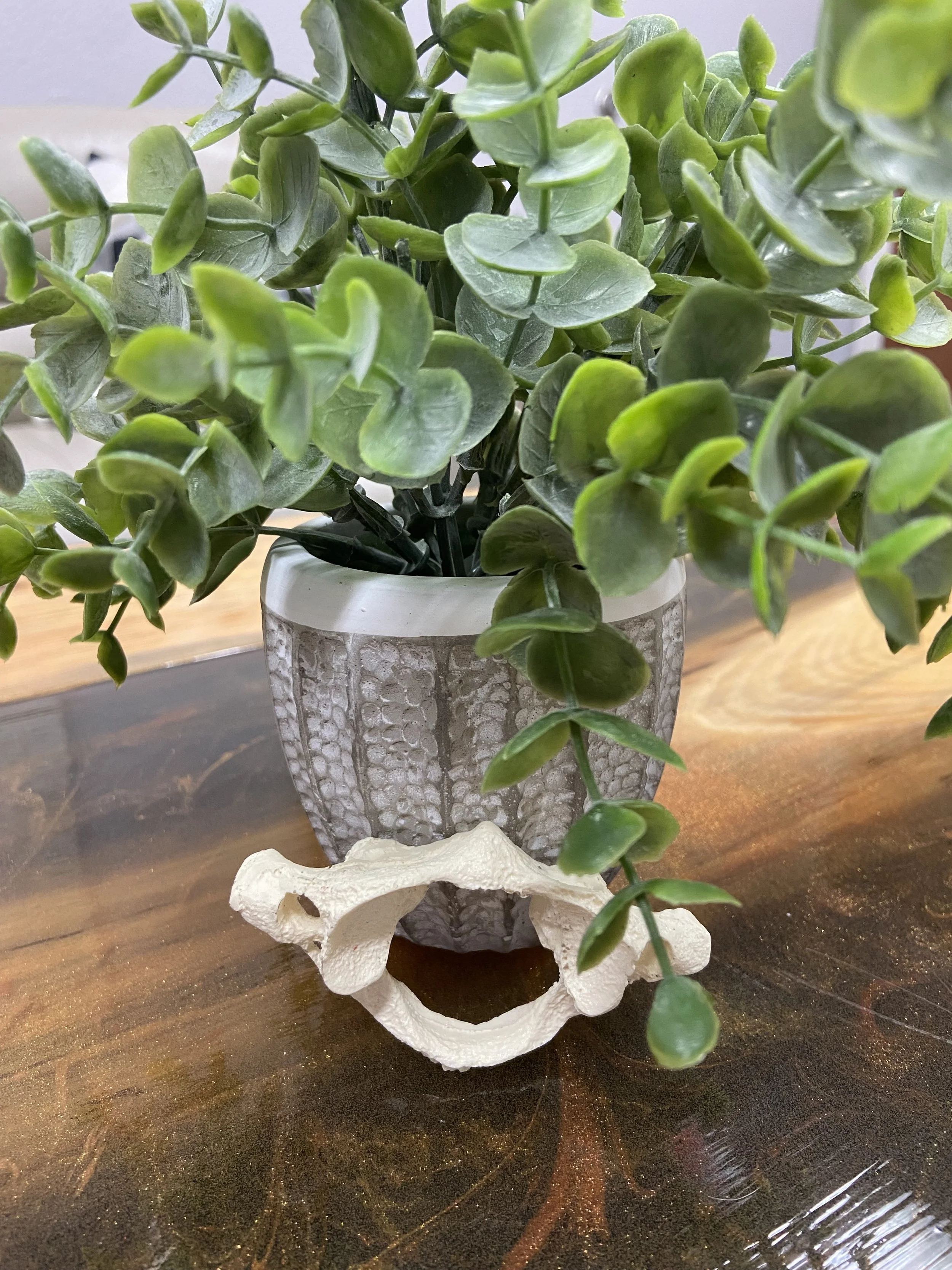 Atlas (C1) vertebra model illustrating upper cervical chiropractic care at Be Well Chiropractic in Lakeway, TX