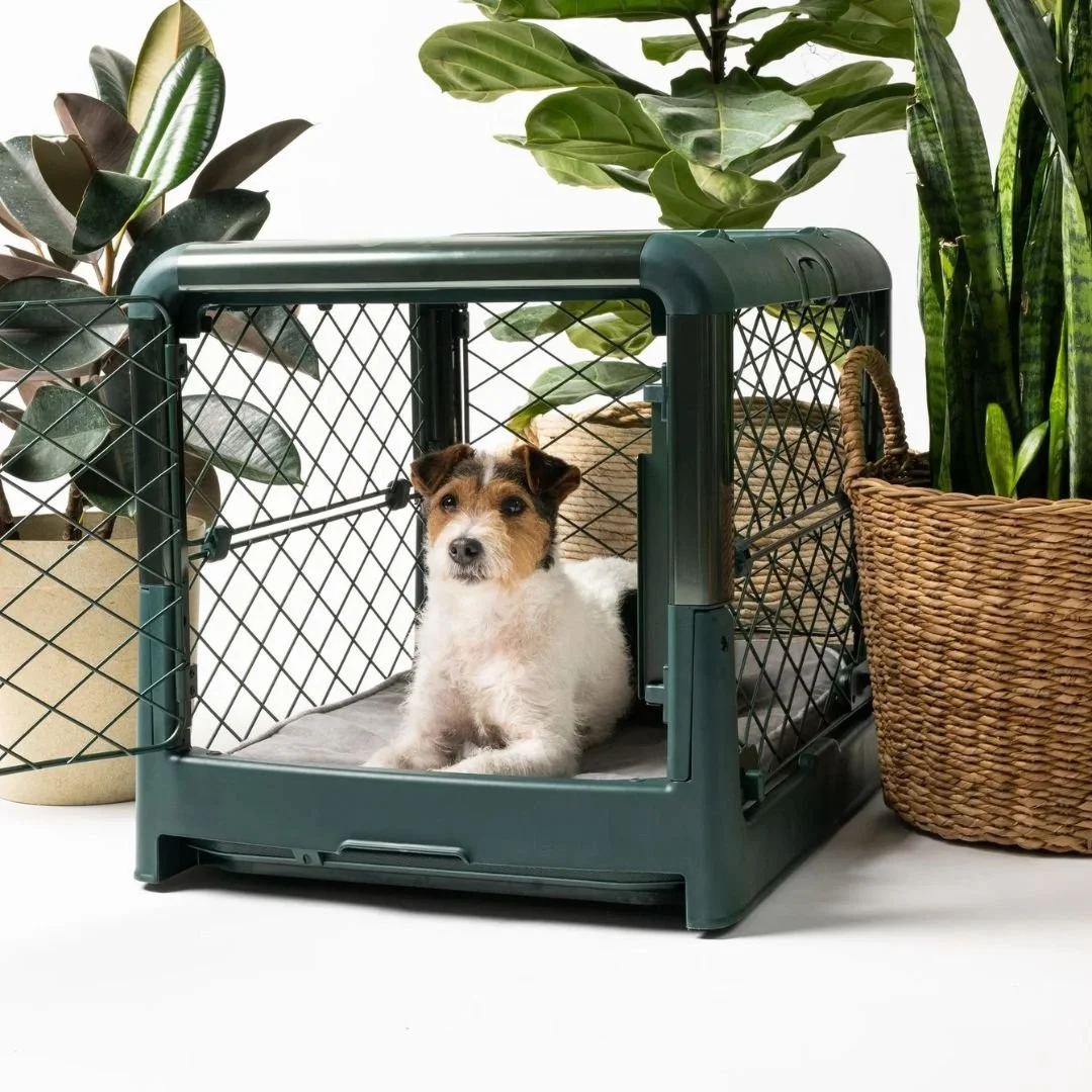 Shop — Rachel Fusaro