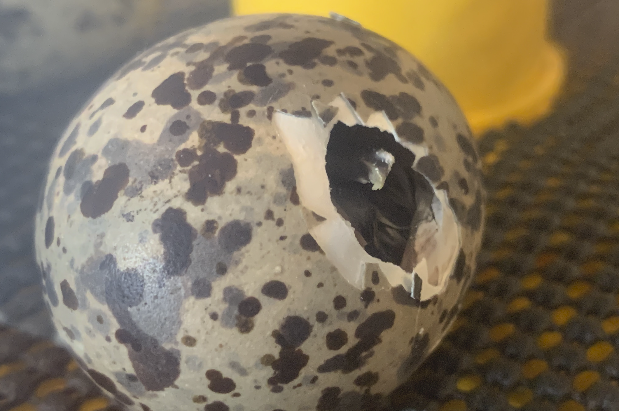 Screen Shot 2024-03-19 at 11.38.08 AM.png