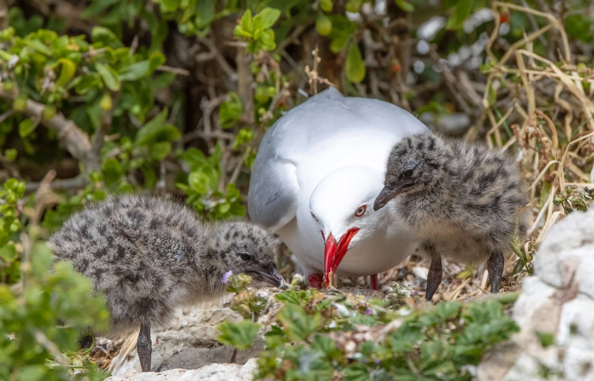 mother gull and babies.jpg