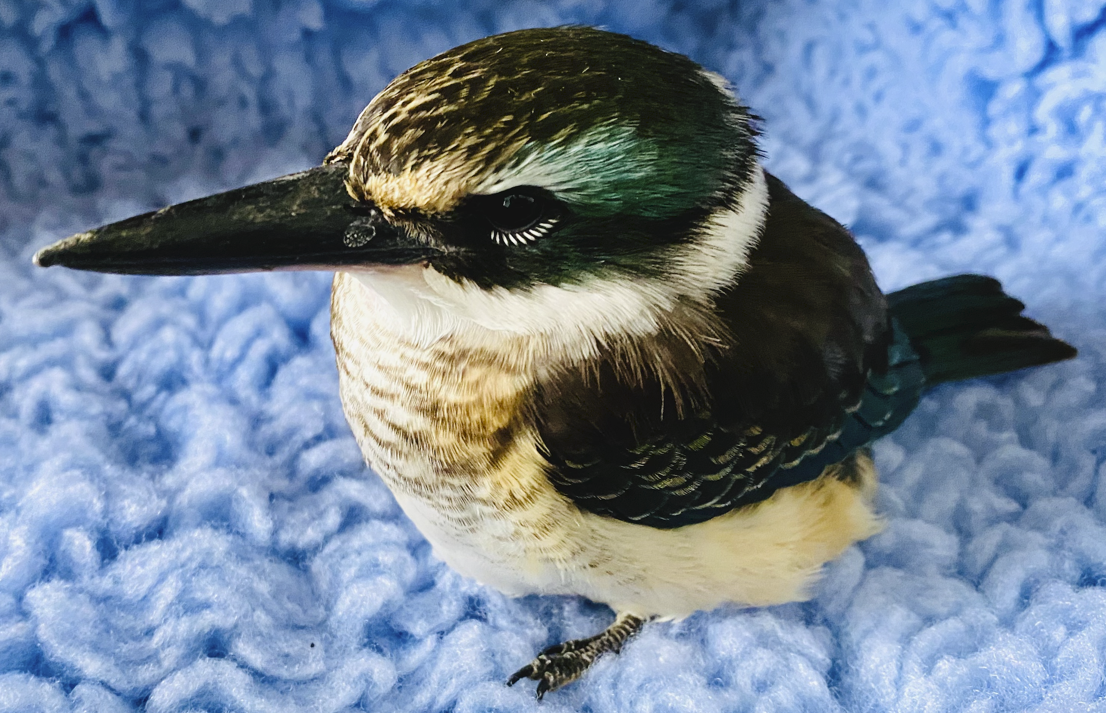 Screen Shot 2024-05-20 at 9.43.52 PM.png