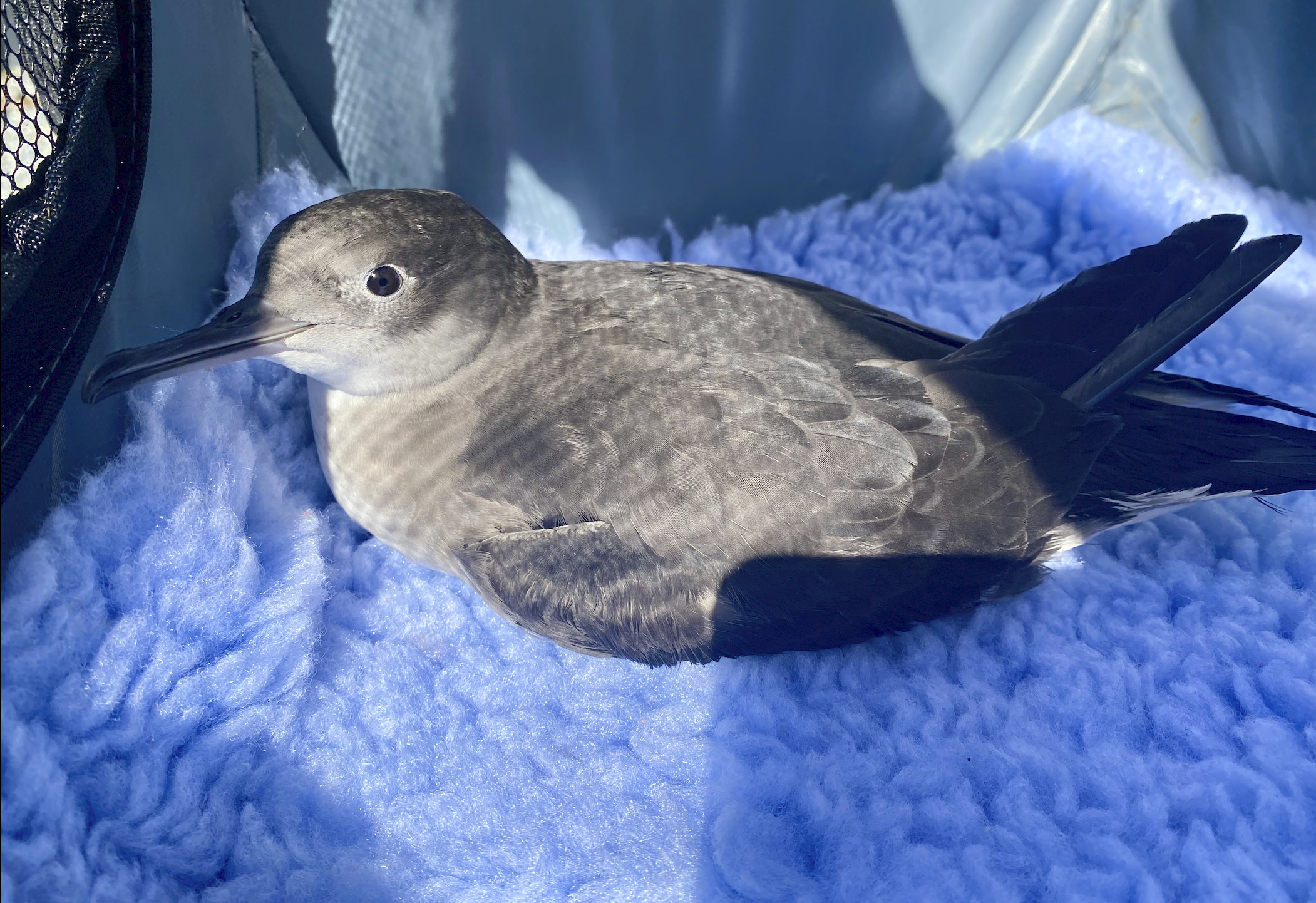 Screen Shot 2024-05-20 at 9.53.19 PM.png