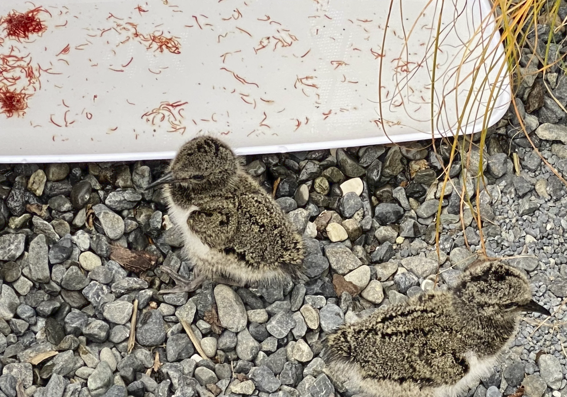 Screen Shot 2024-03-19 at 1.21.31 PM.png