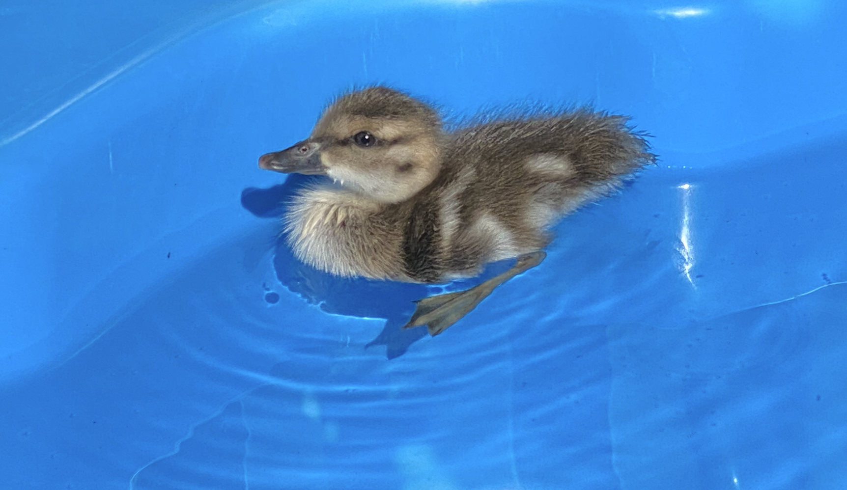 Screen Shot 2024-03-19 at 1.02.26 PM.png