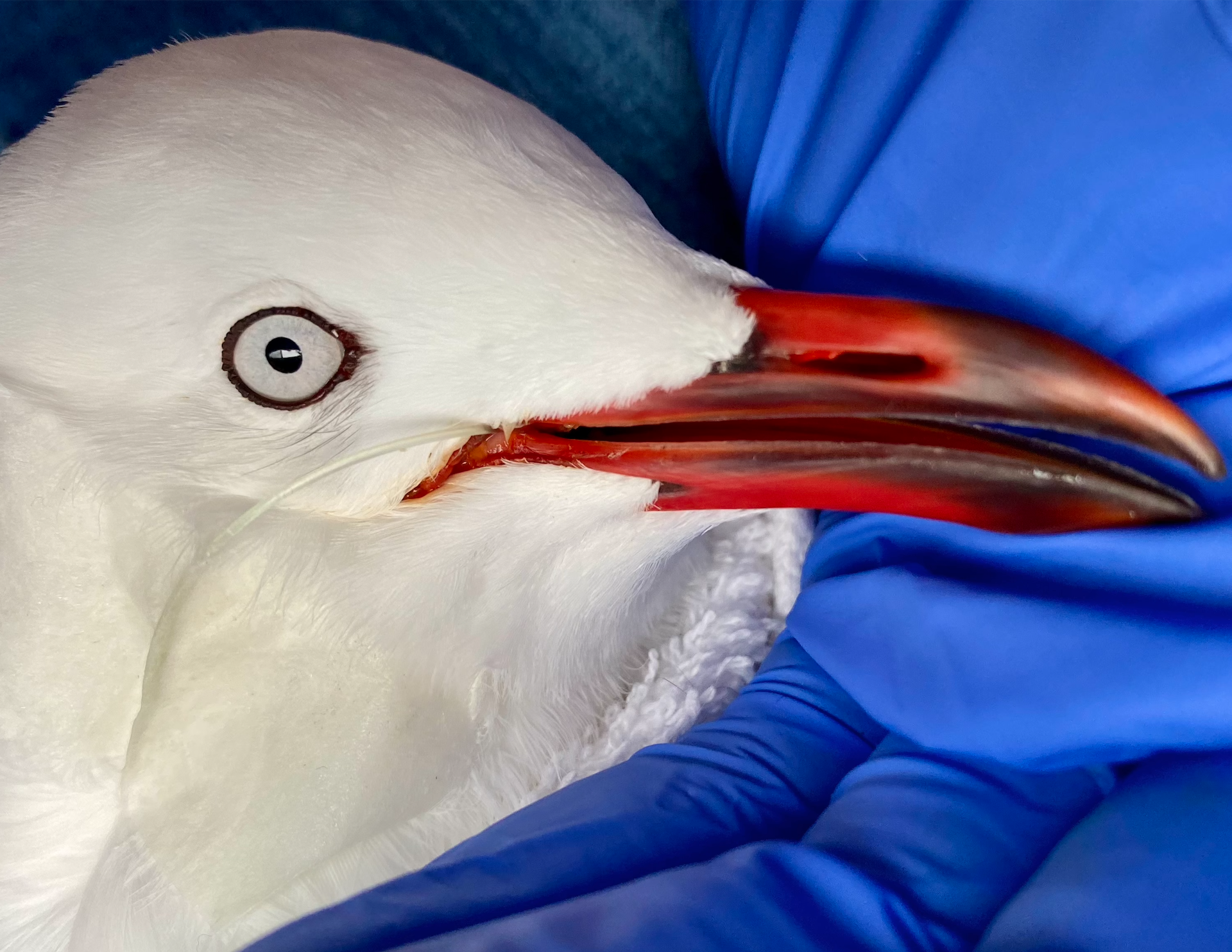 Screen Shot 2023-05-15 at 7.36.49 PM.png