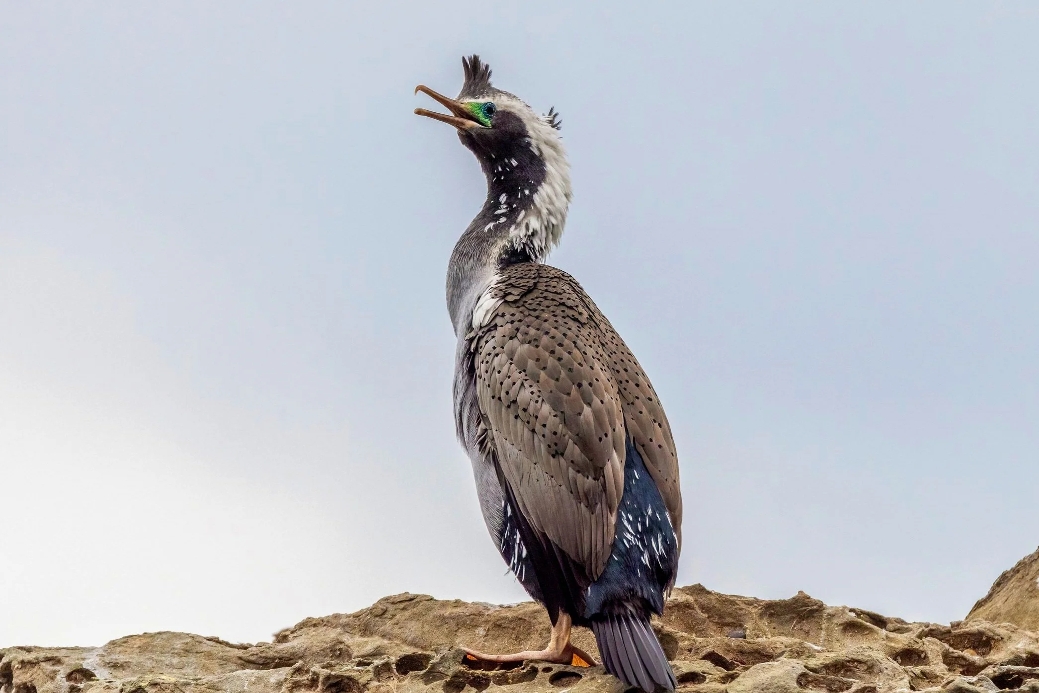 spotted shag copy.jpg