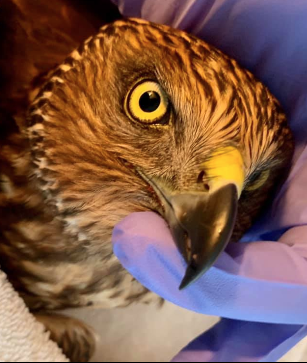 Screen Shot 2021-04-05 at 11.02.10 AM.png