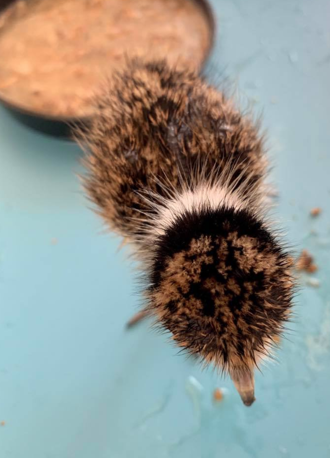 Screen Shot 2021-02-09 at 5.35.51 PM.png