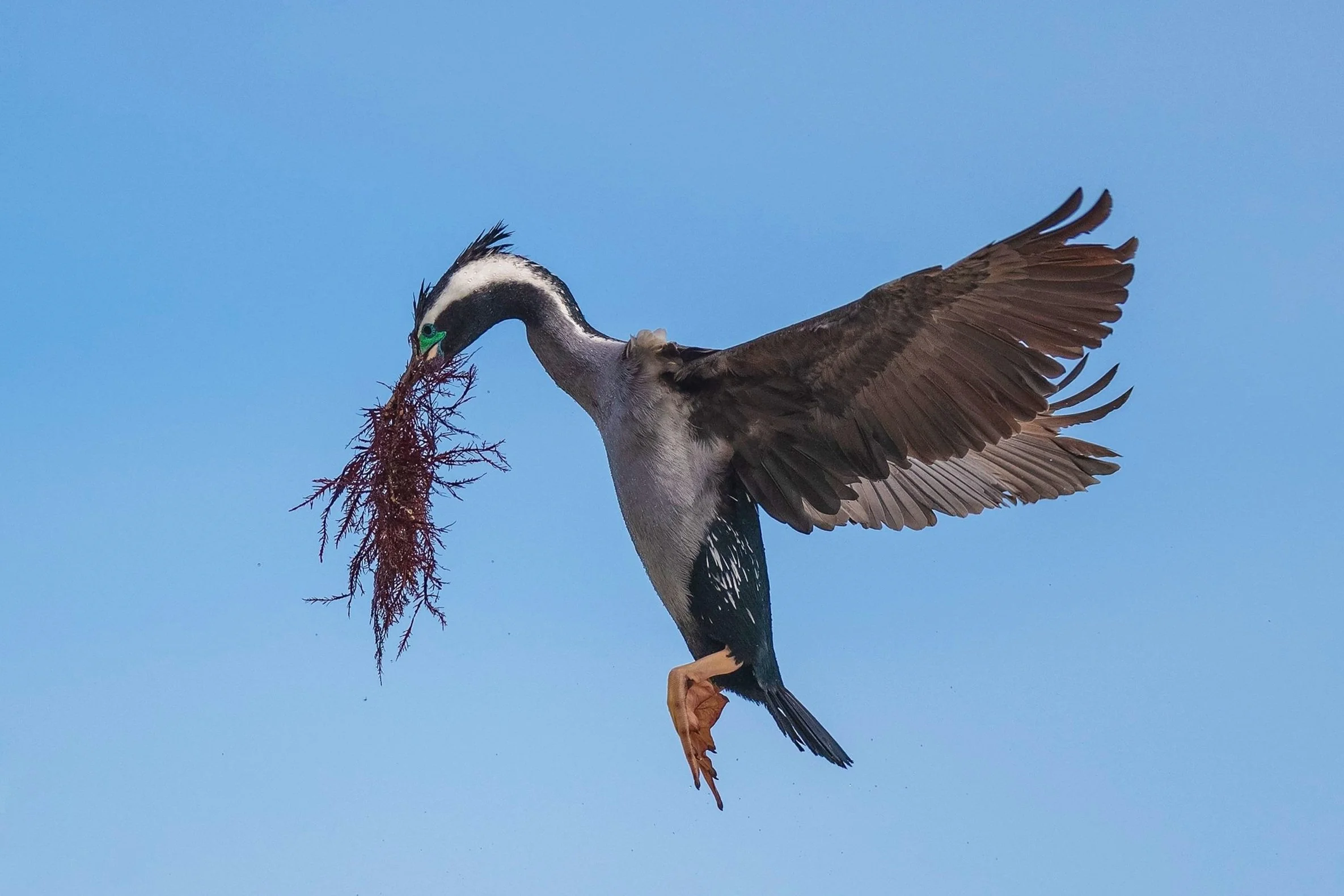 shag and seaweed.jpg