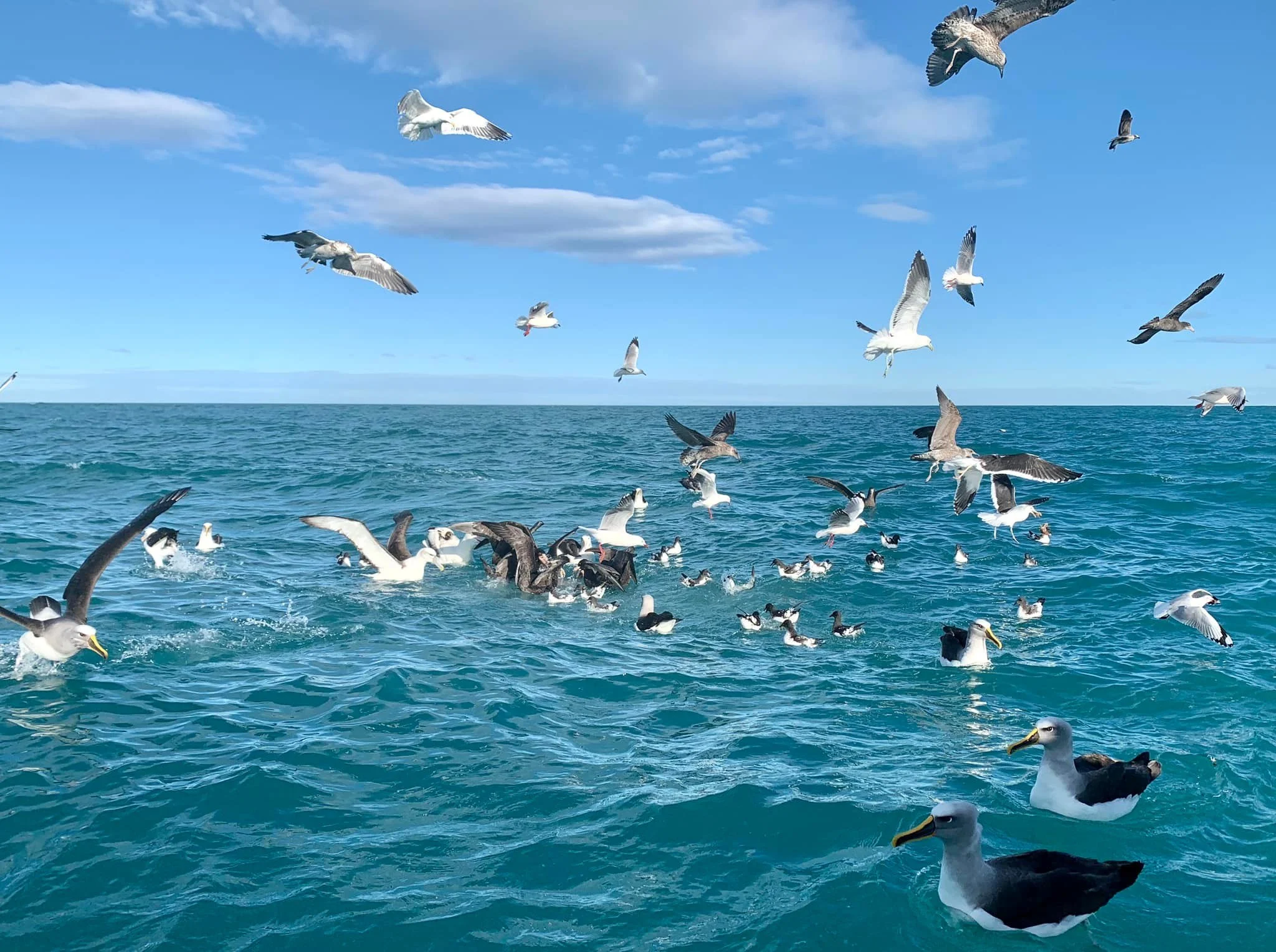 Albatrosses and petrels feeding_iPhone.jpeg