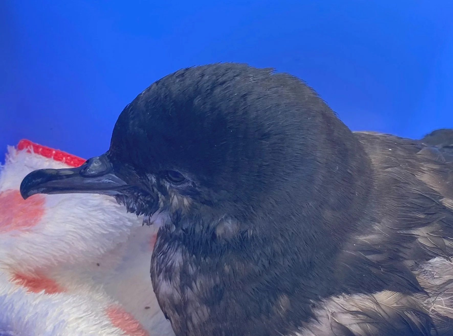 Screen Shot 2024-05-20 at 9.43.02 PM.jpg