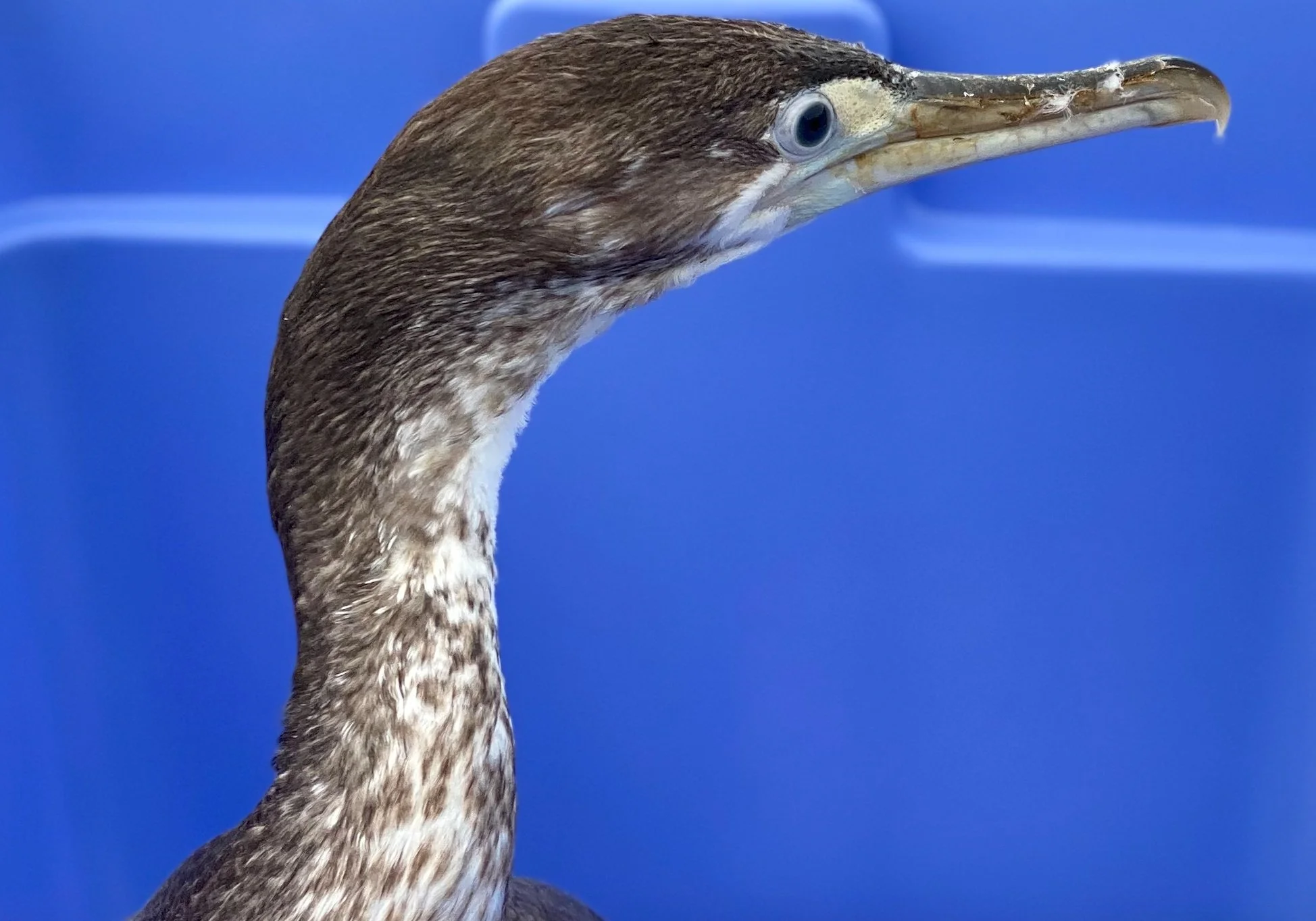 Screen Shot 2023-05-15 at 6.57.54 PM.jpg