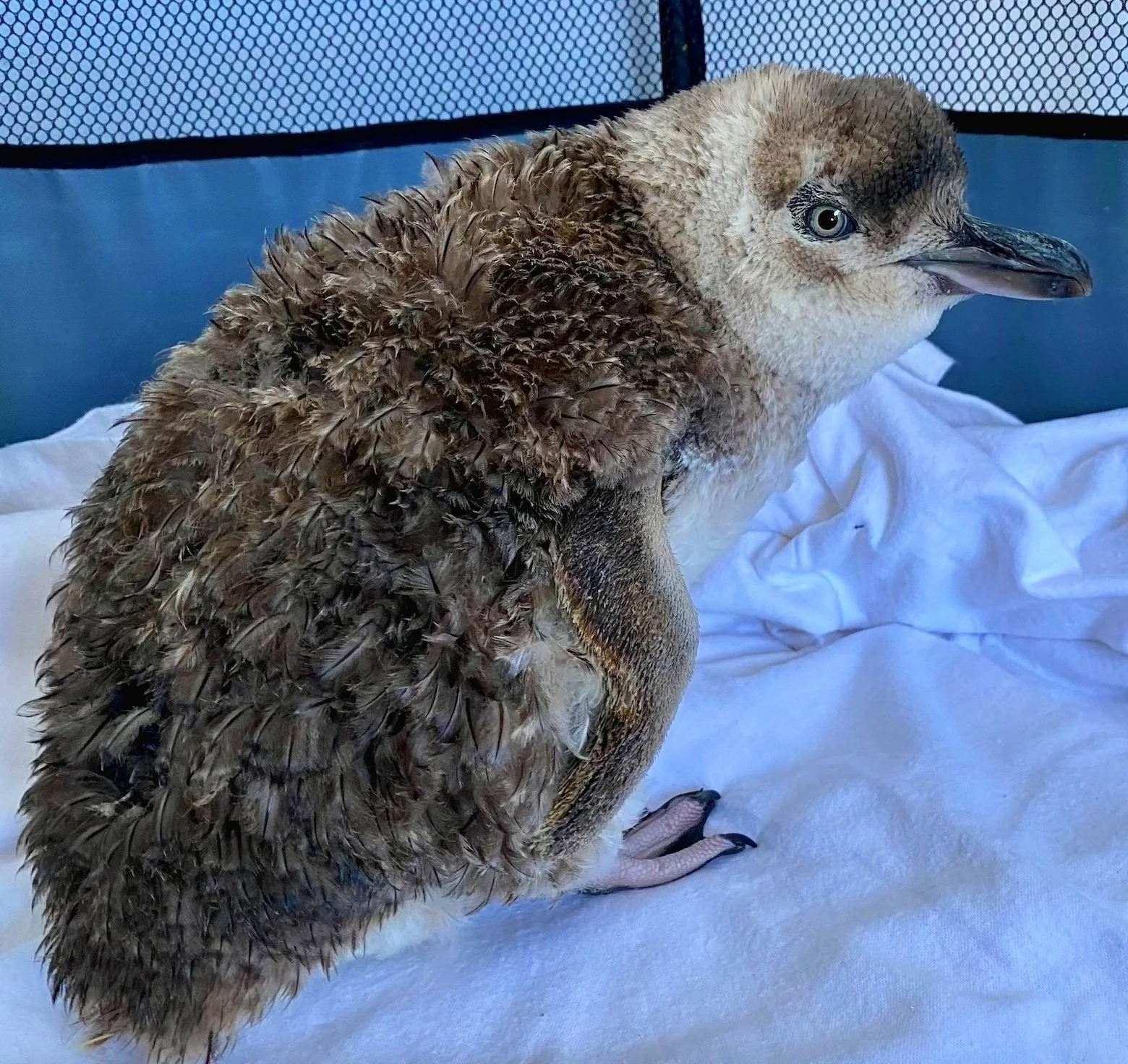 Screen Shot 2023-05-15 at 6.44.27 PM.jpg