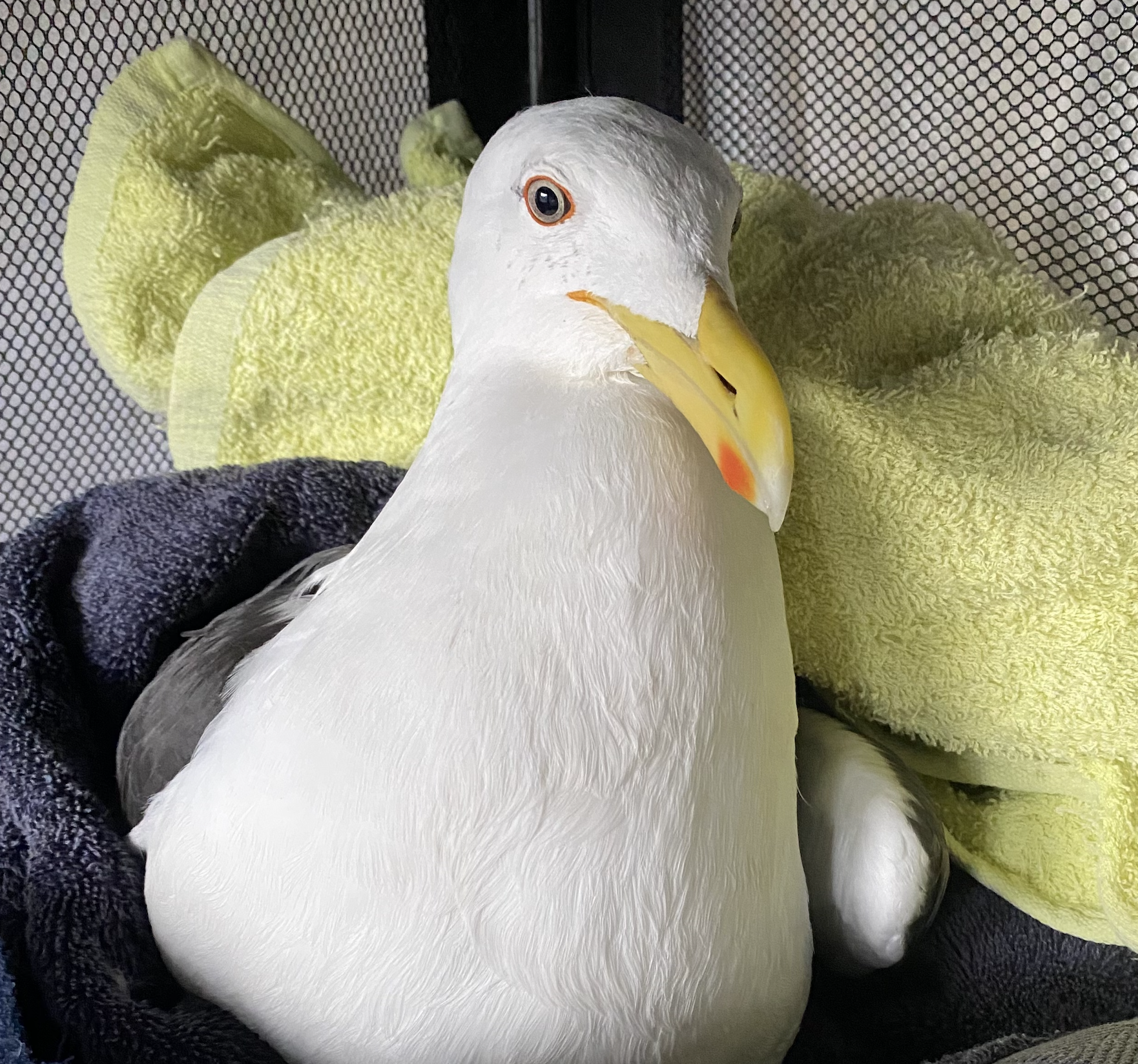 Screenshot 2025-07-04 at 6.25.14 PM.png