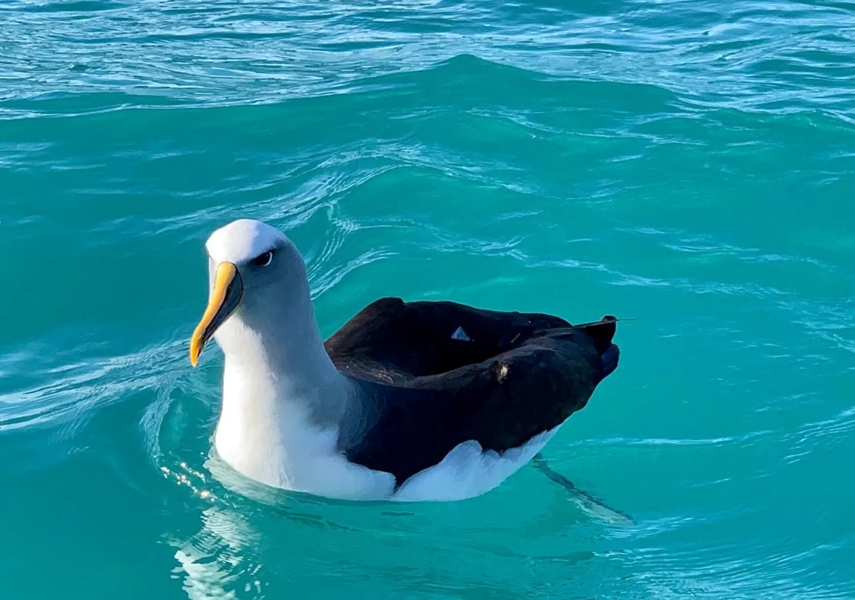 Buller's albatross_iPhone.jpg