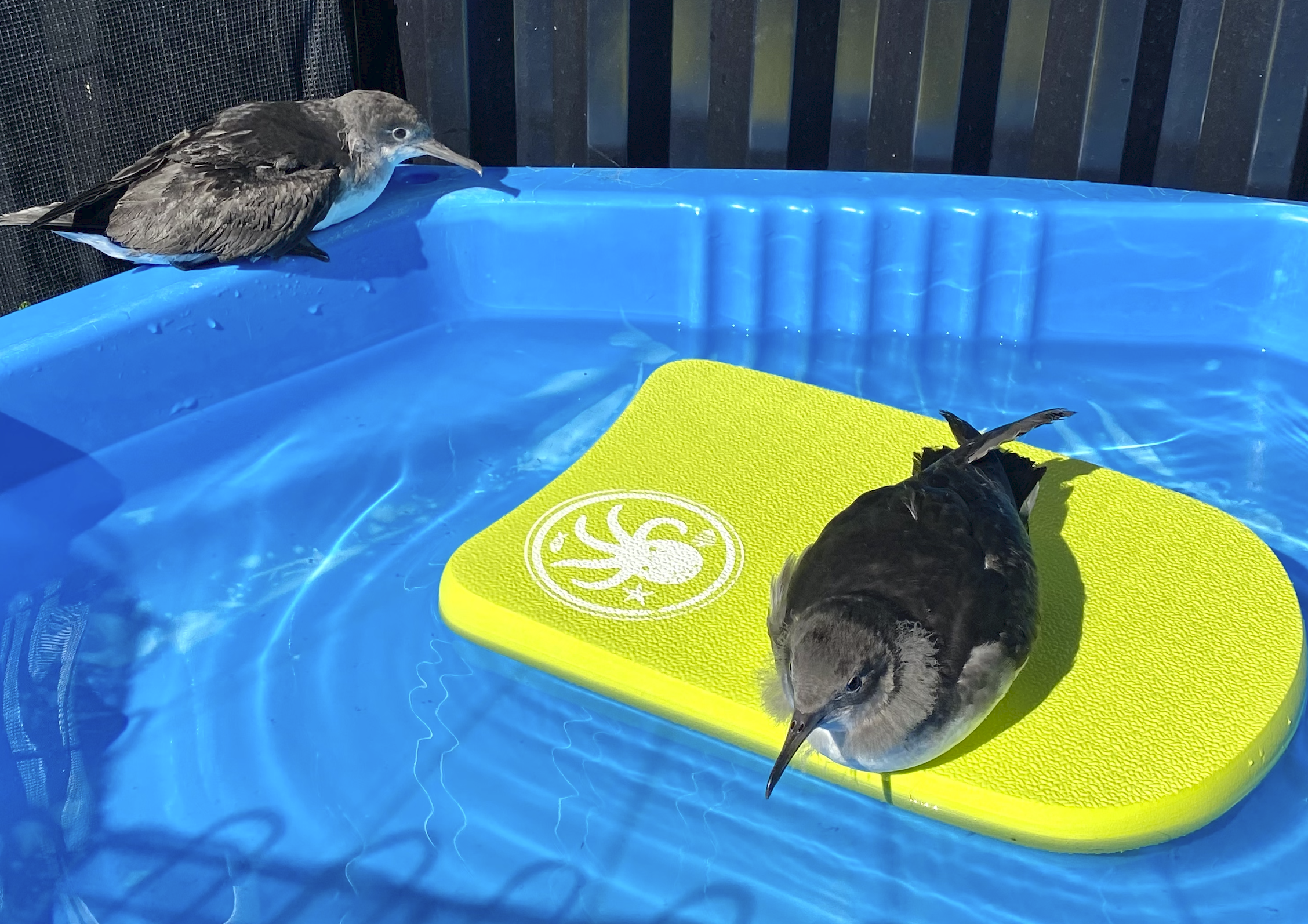 Screen Shot 2024-05-20 at 9.52.59 PM.png