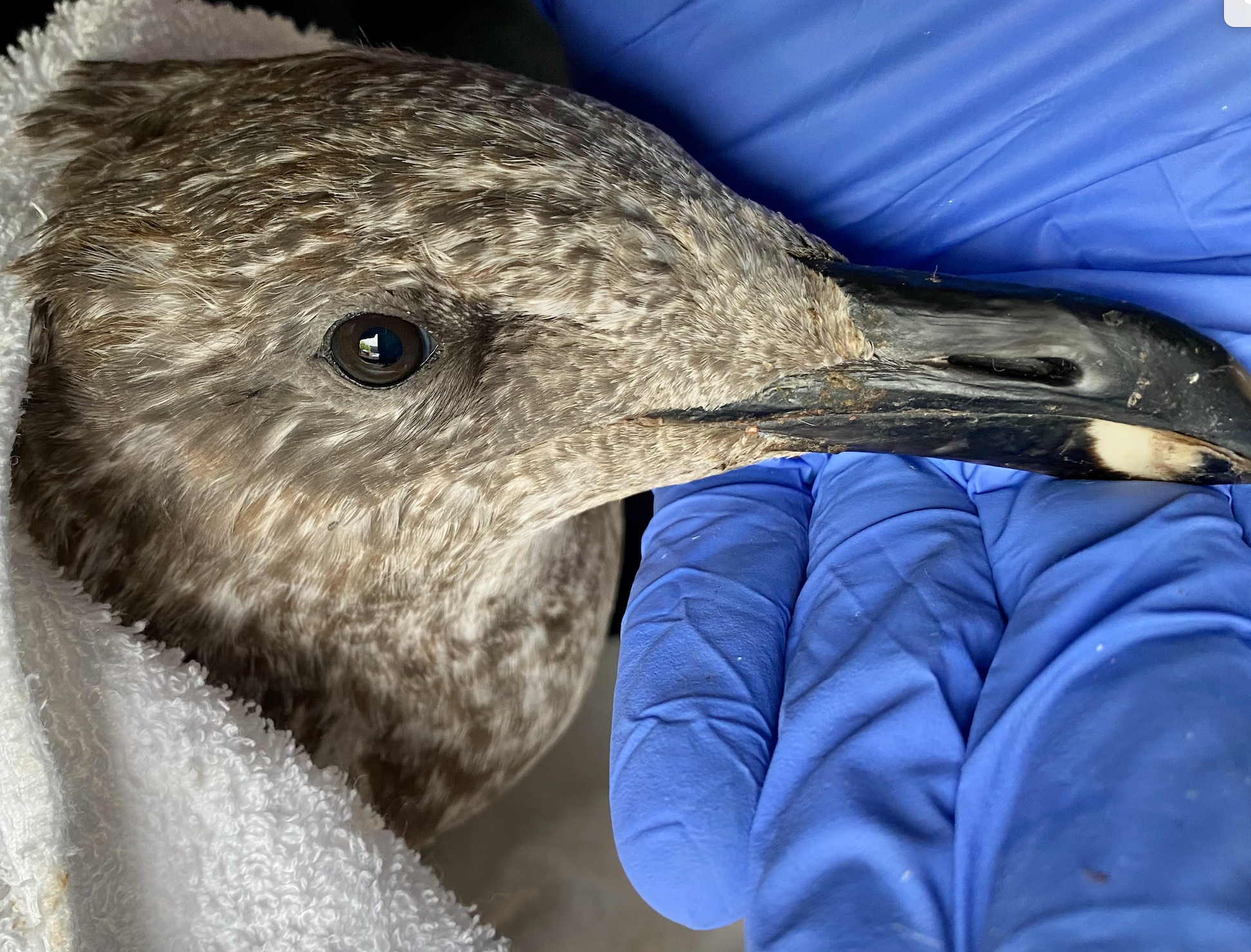 Screen Shot 2023-05-15 at 7.37.06 PM.png