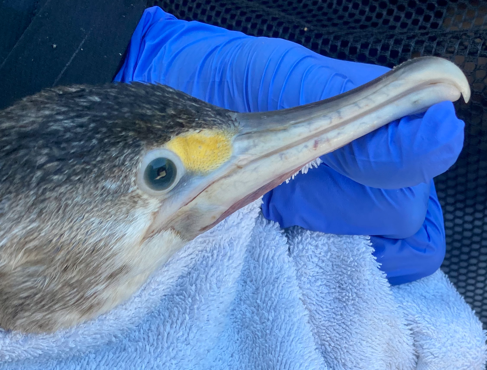 Screen Shot 2023-02-07 at 6.36.28 PM.png