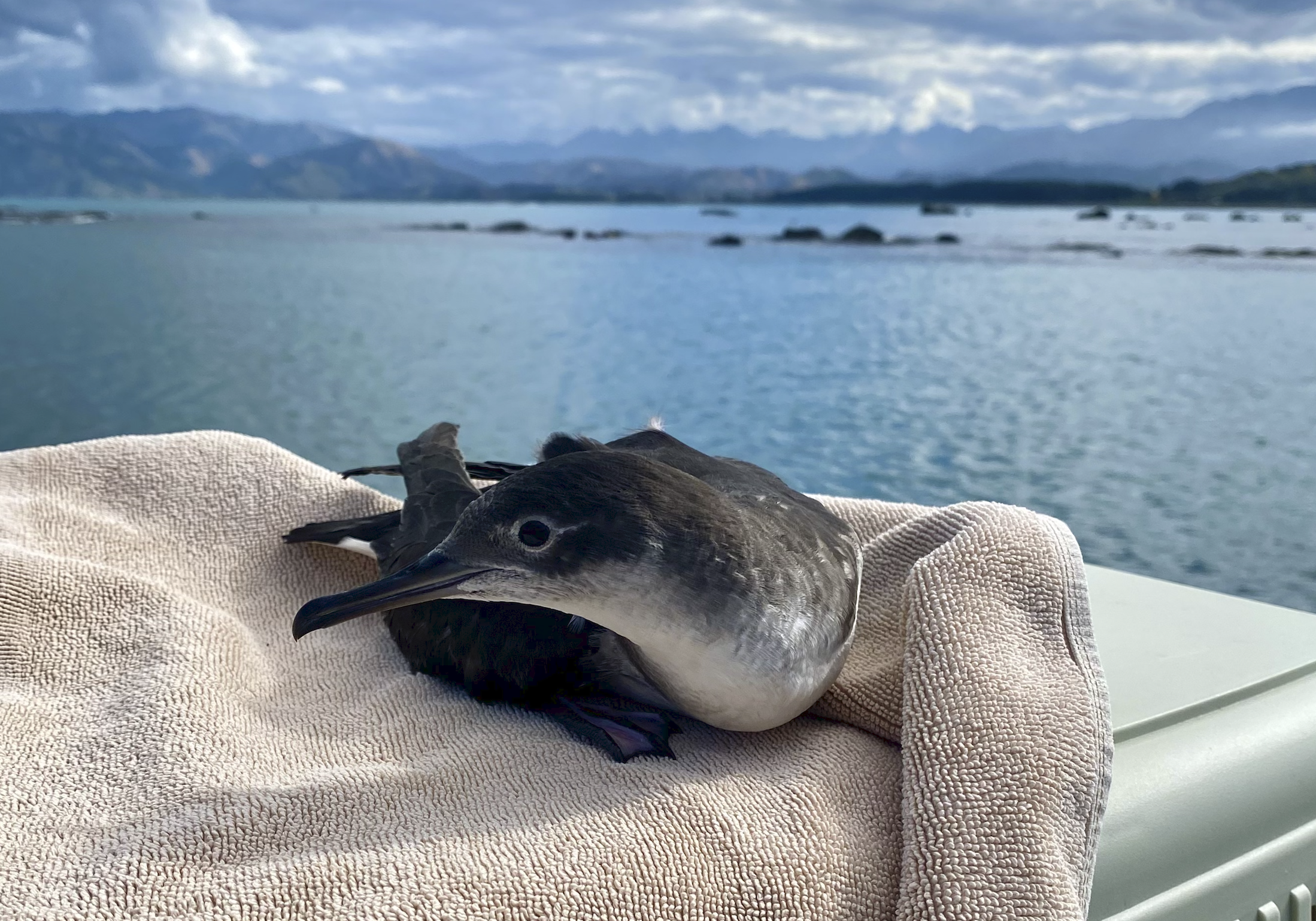 Screen Shot 2024-05-20 at 9.52.35 PM.png