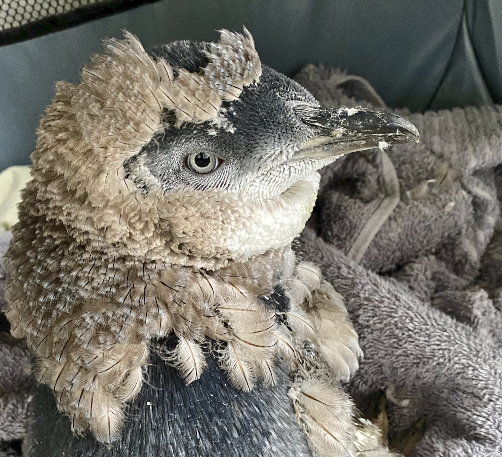 Screen Shot 2024-05-20 at 9.43.37 PM.png