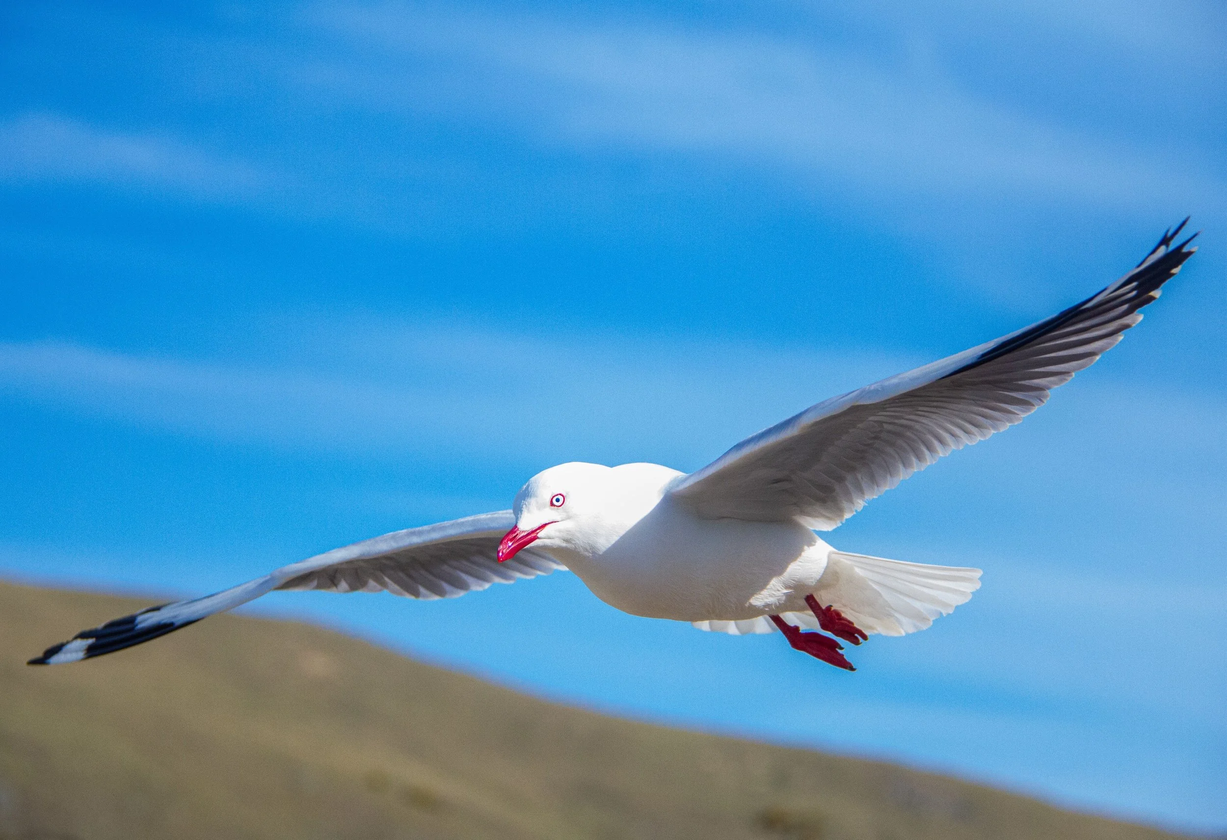 Red Billed Gull.jpg