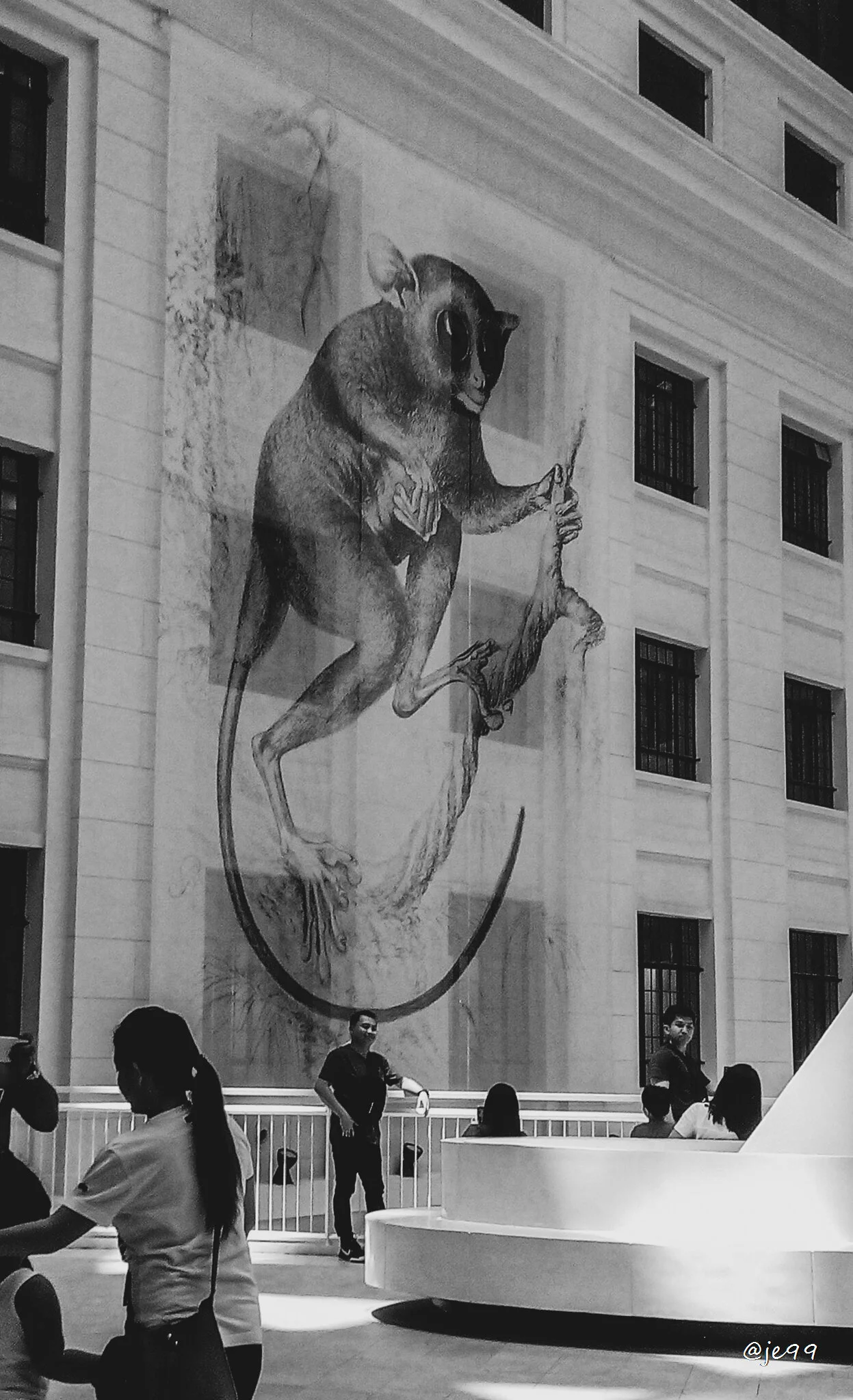 "Philippine Tarsier"