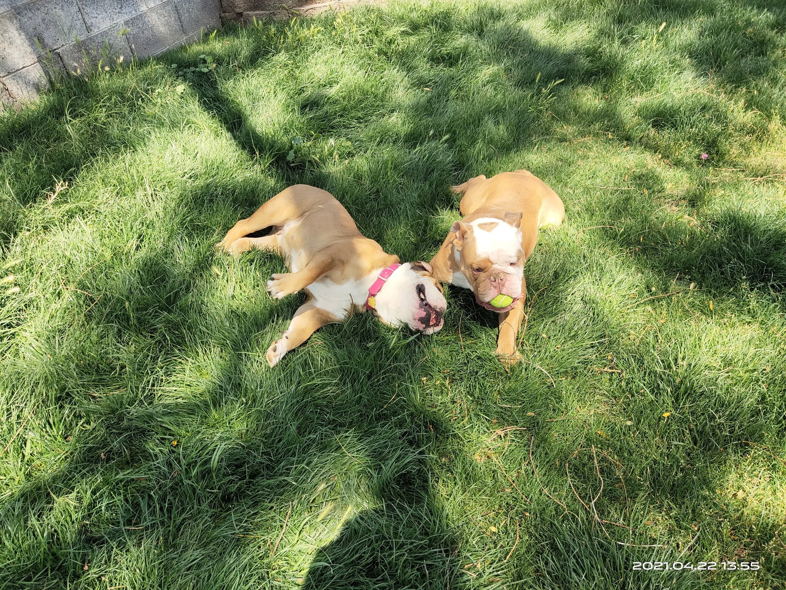 He love toys or any thing. He's playful and a lover.