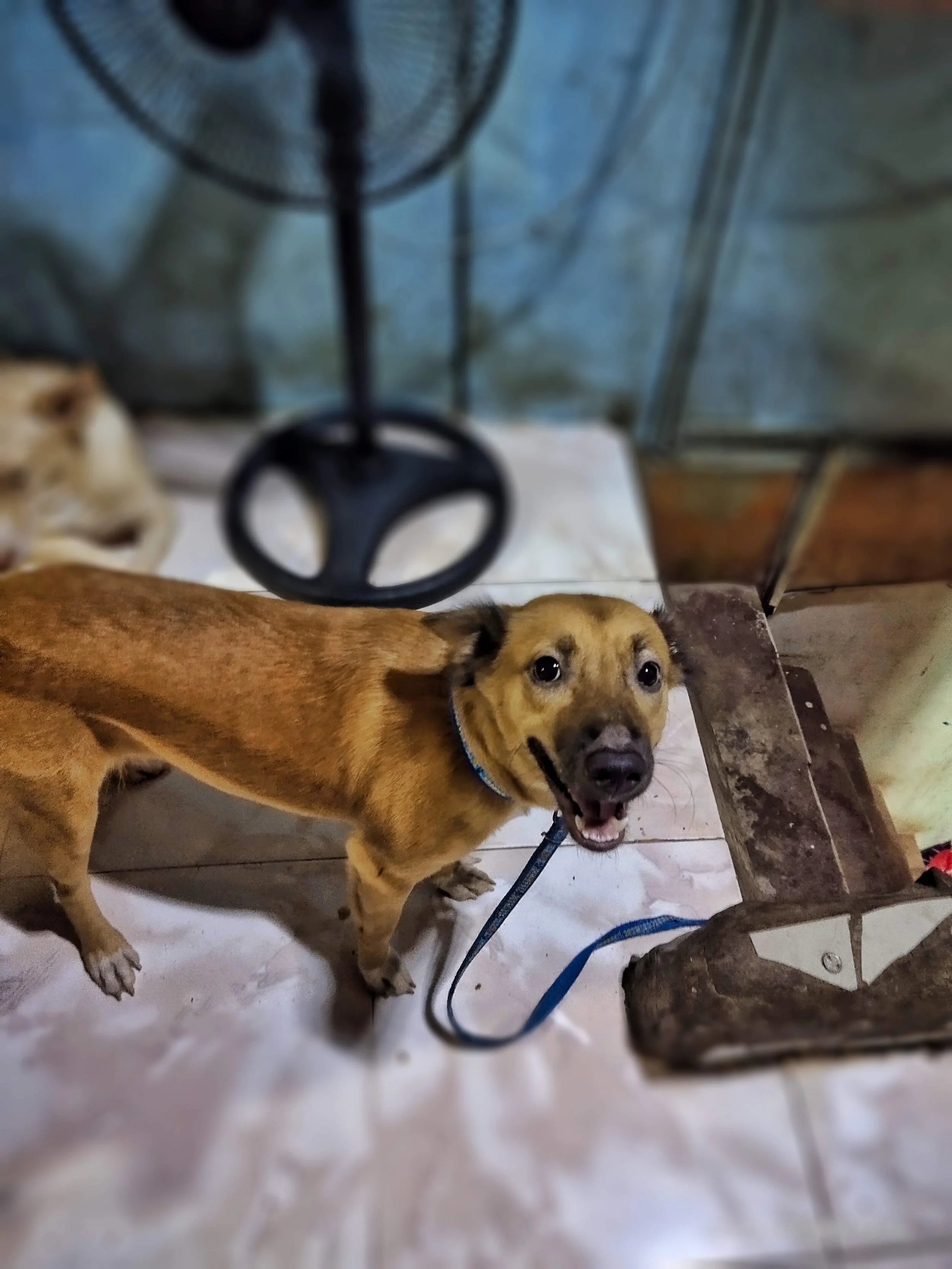 She's very noisy, when there's visitor inside,  and even she just heard sound from outside. The time she gets old little bit, she was a bully dog and very playful.