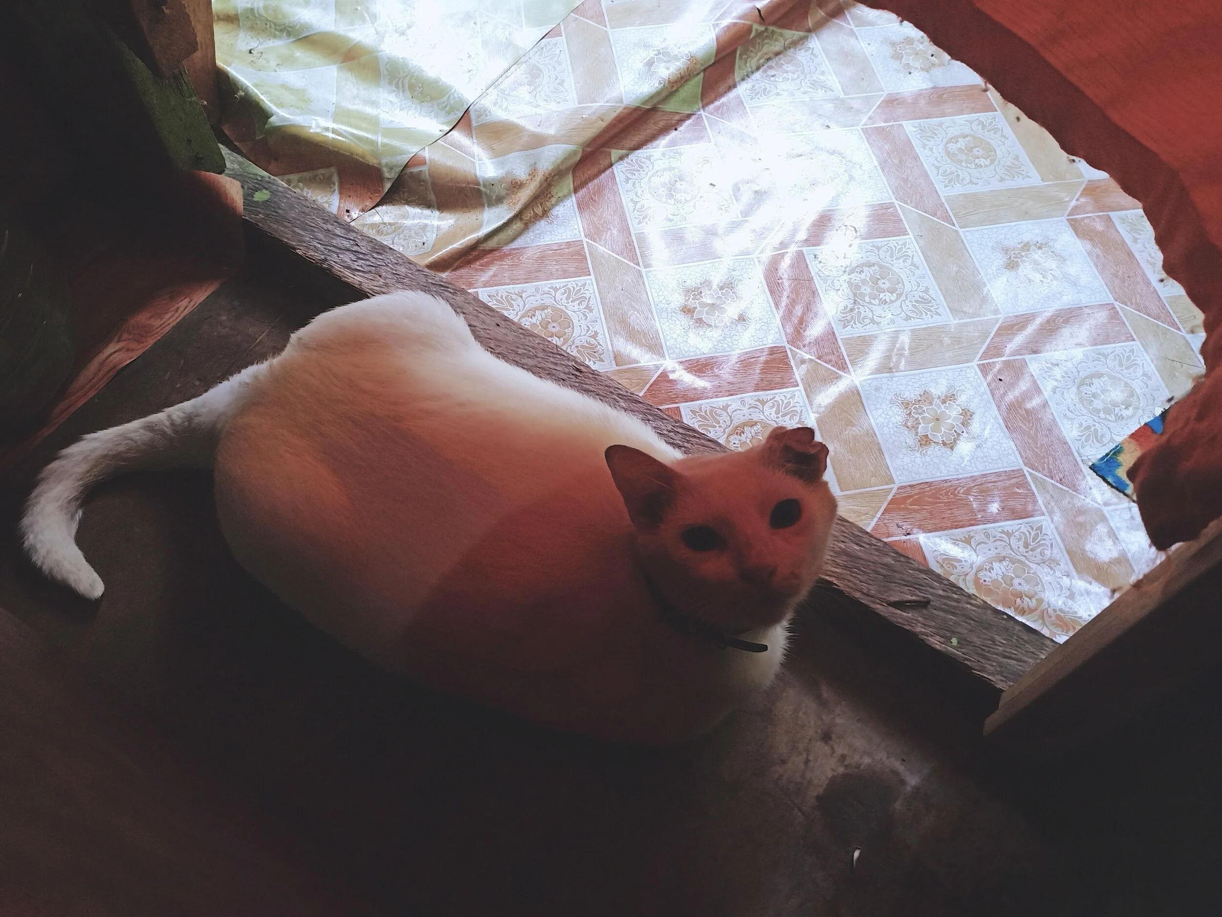 Honestly, she's the most eldest cat we had (sounds granny, yeah !). She's an introvert cat and only trust someone that she guaranteed to trust.