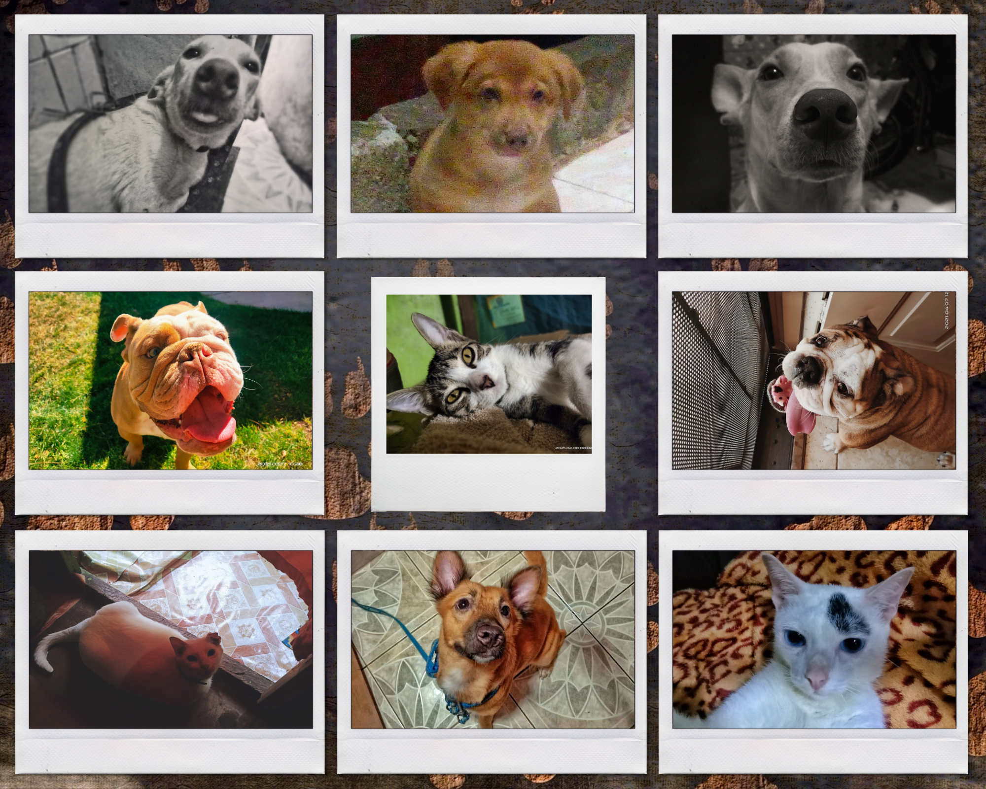 Unforgettable furry friends