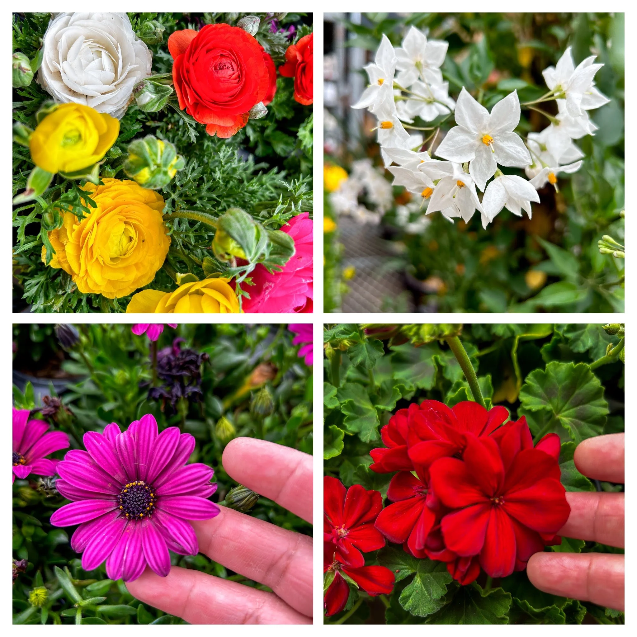 Collage of four images featuring different flowers. Top left: colorful flowers including white, red, yellow, and pink blooms. Top right: white flowers with pointed petals. Bottom left: purple-pink daisy-like flower being held by a person's fingers. Bottom right: cluster of bright red flowers with green leaves.