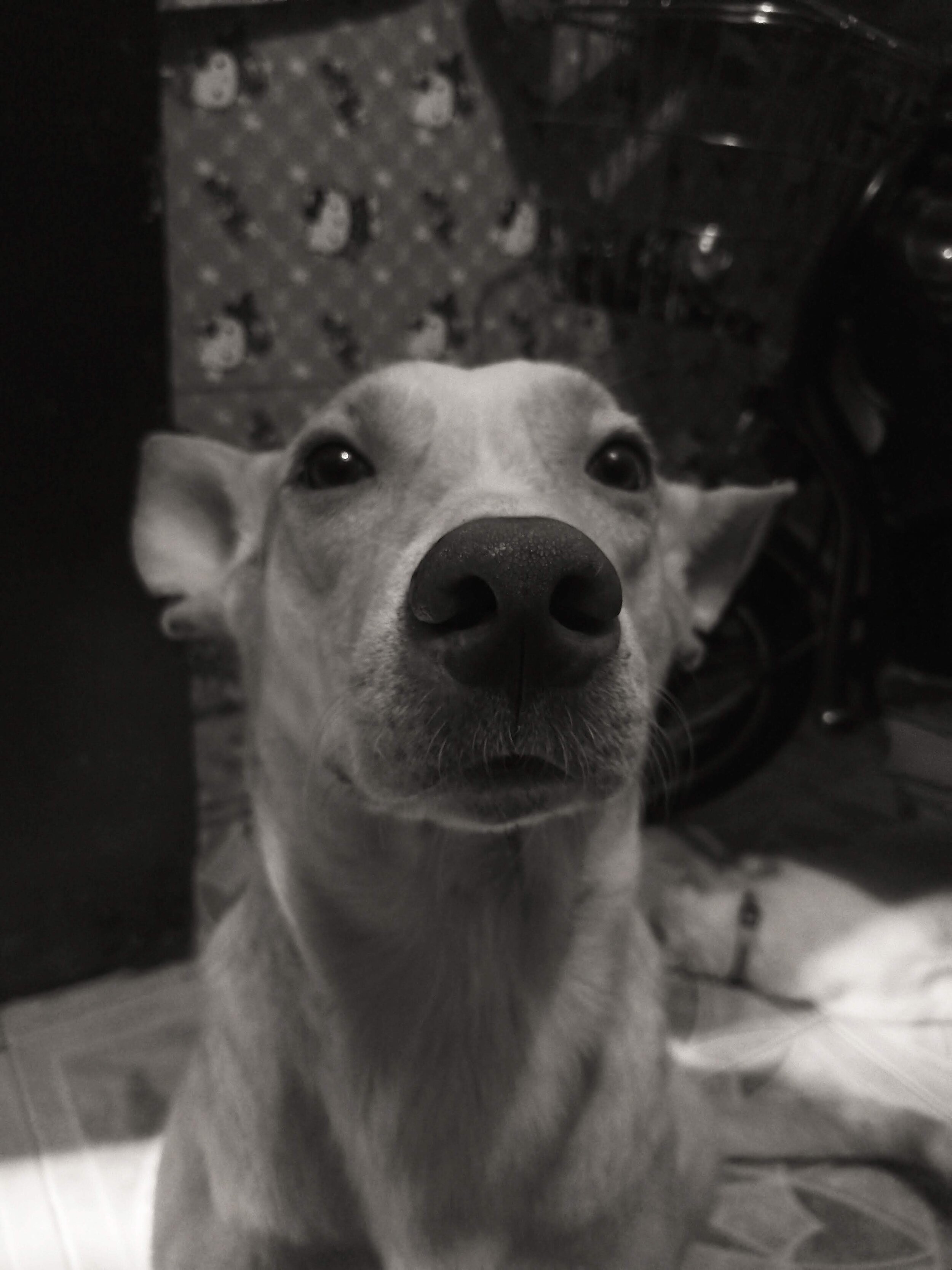 My second dog name "DWhite". 
A masculine dog, shy type, but gentled. (ahhuhhh...!) He'll smell you and he won't bite you, unless he tag you as a bad person.