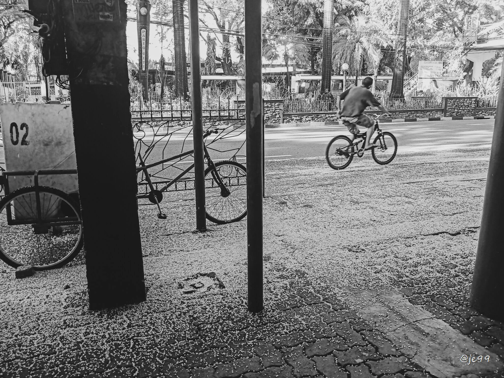 A roadside with blooming Golden shower tree, way going to Pasig city main market, Municipality. 