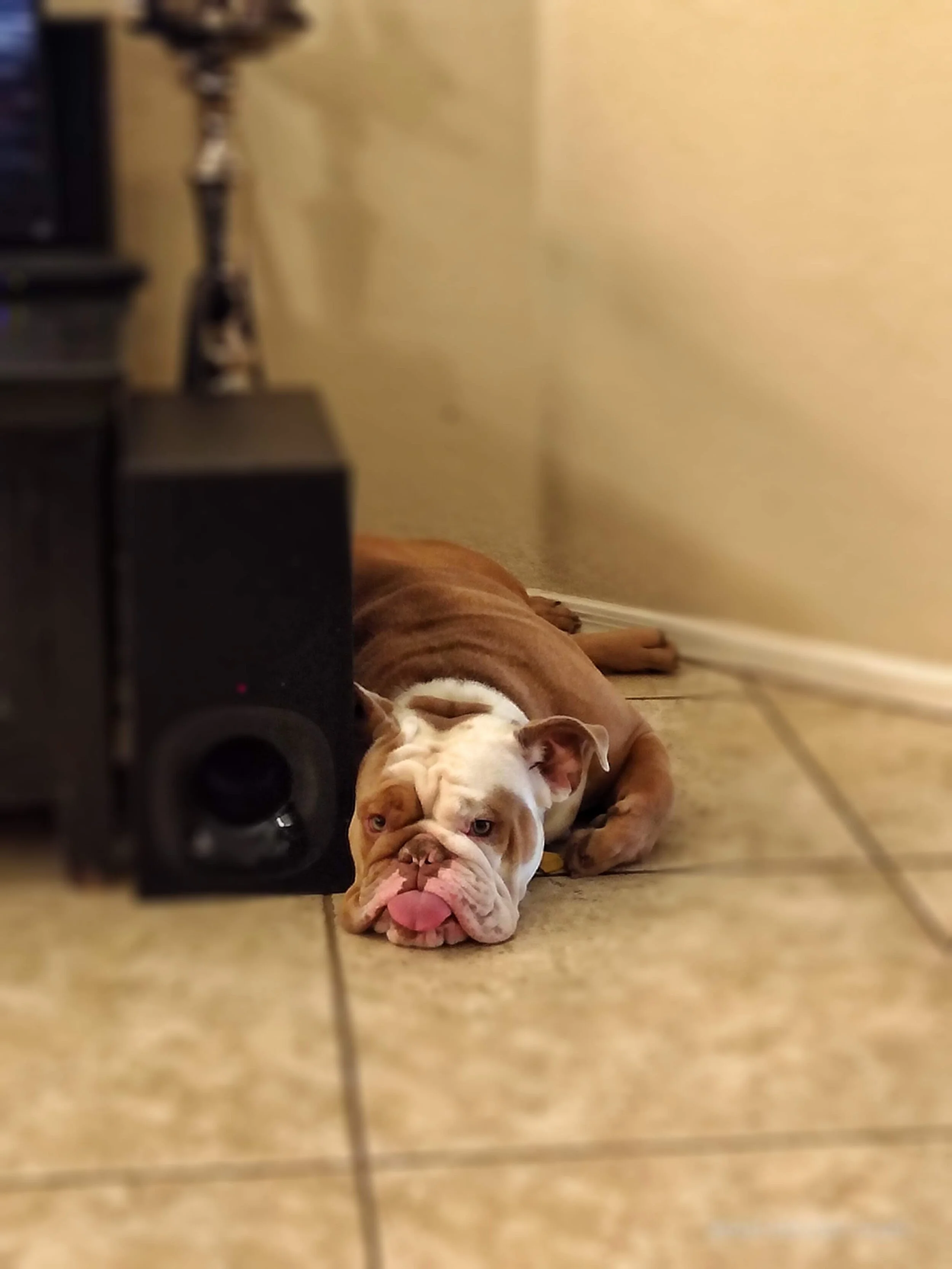 His tongue mostly out when he's relaxing.