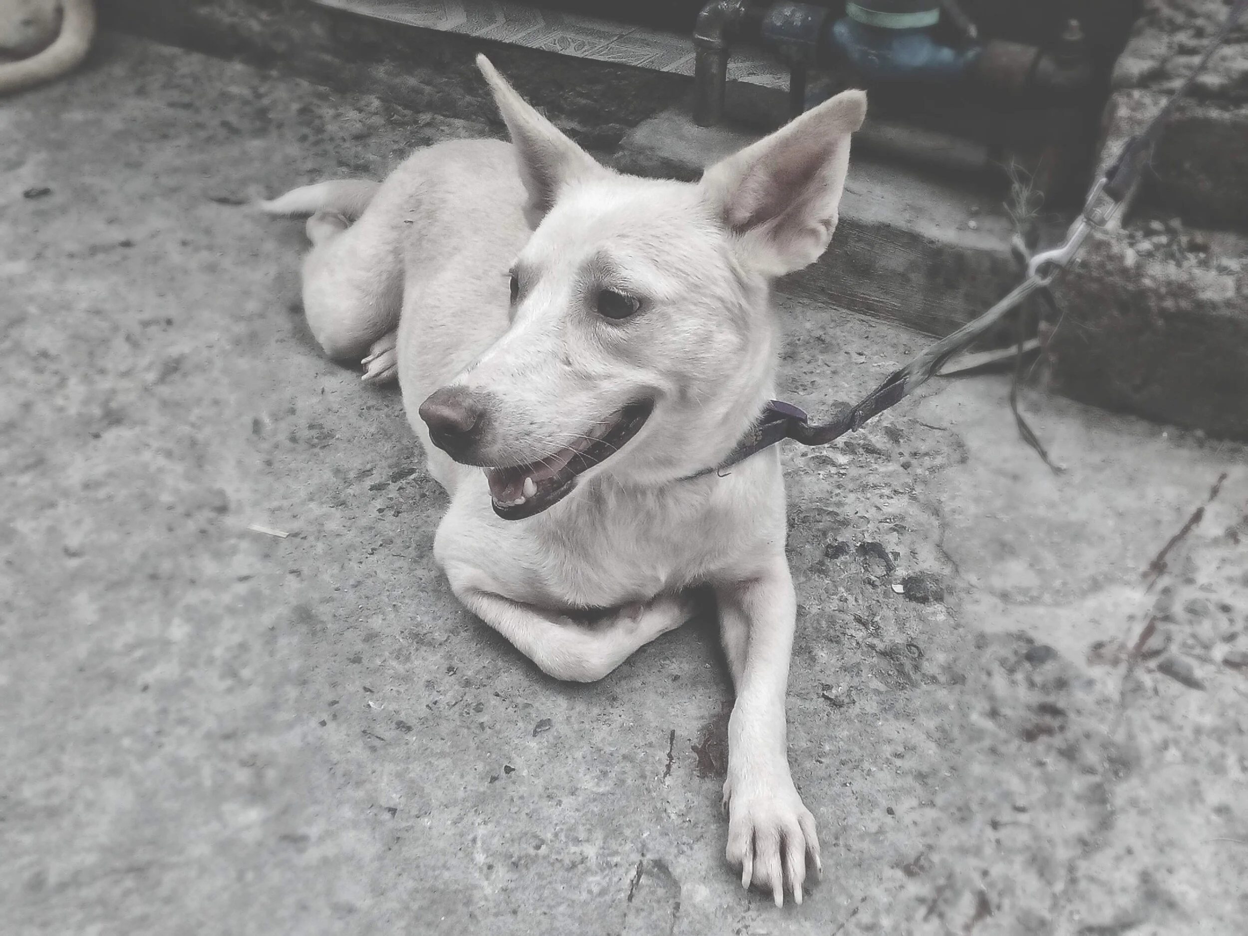 You can tell how happy she is that time, when she was pregnant, it's started to changed everything, after she gave birth, she is not eating properly and started to feel depressed (Yes, that's true dog can have depression even in female dog.) It was s