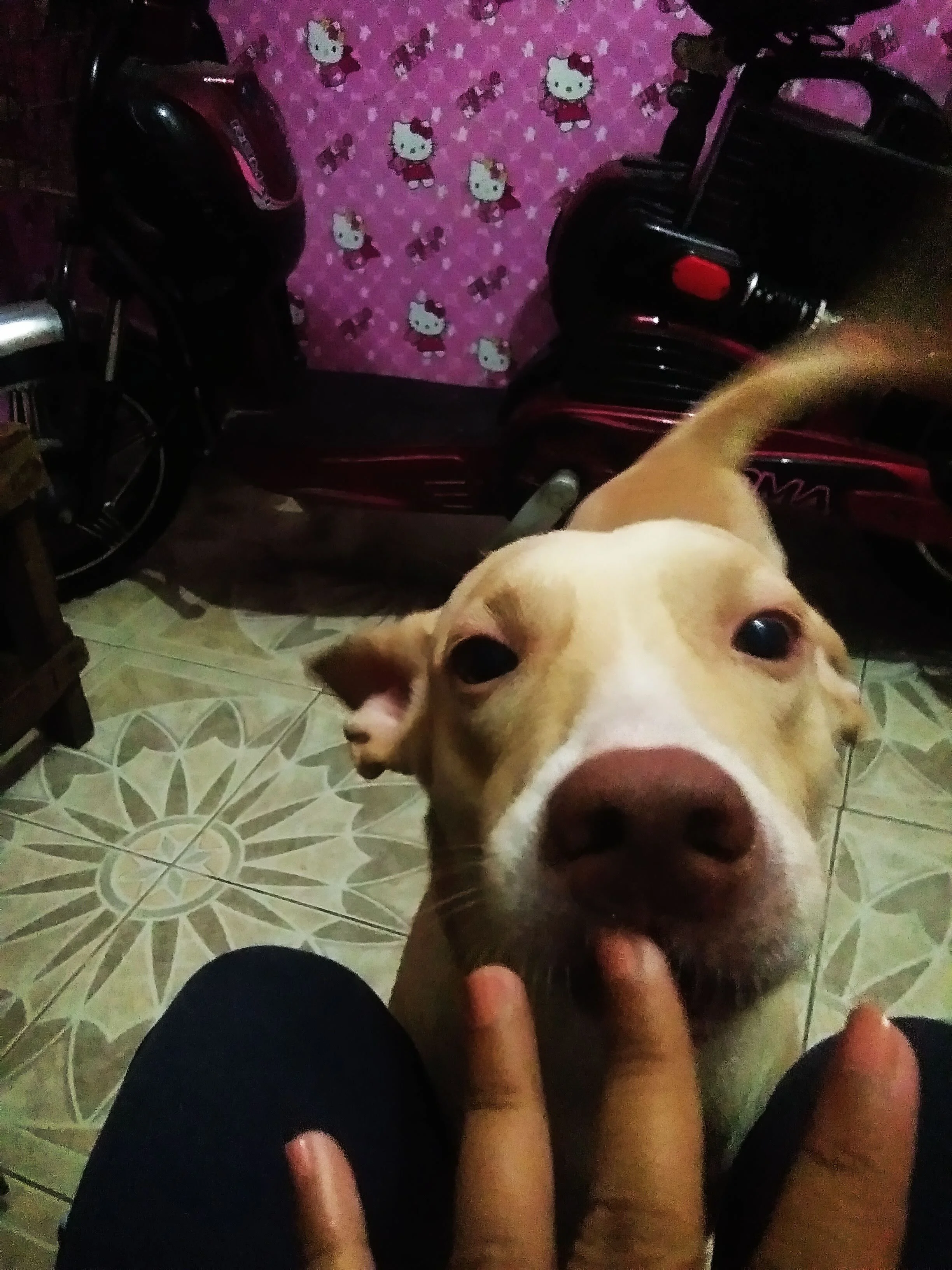 We called him "DzWha" (sounds Chinese)  
ctto; photo taken by Elizabeth (youngest sister)