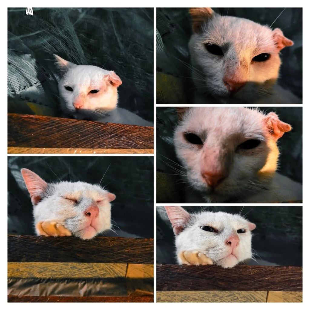 Additionally, she's messy when sleeping and once you wake up, you'll notice all the pillows are in her side, none of the pillow on you. 
 (little bit selfhesh )