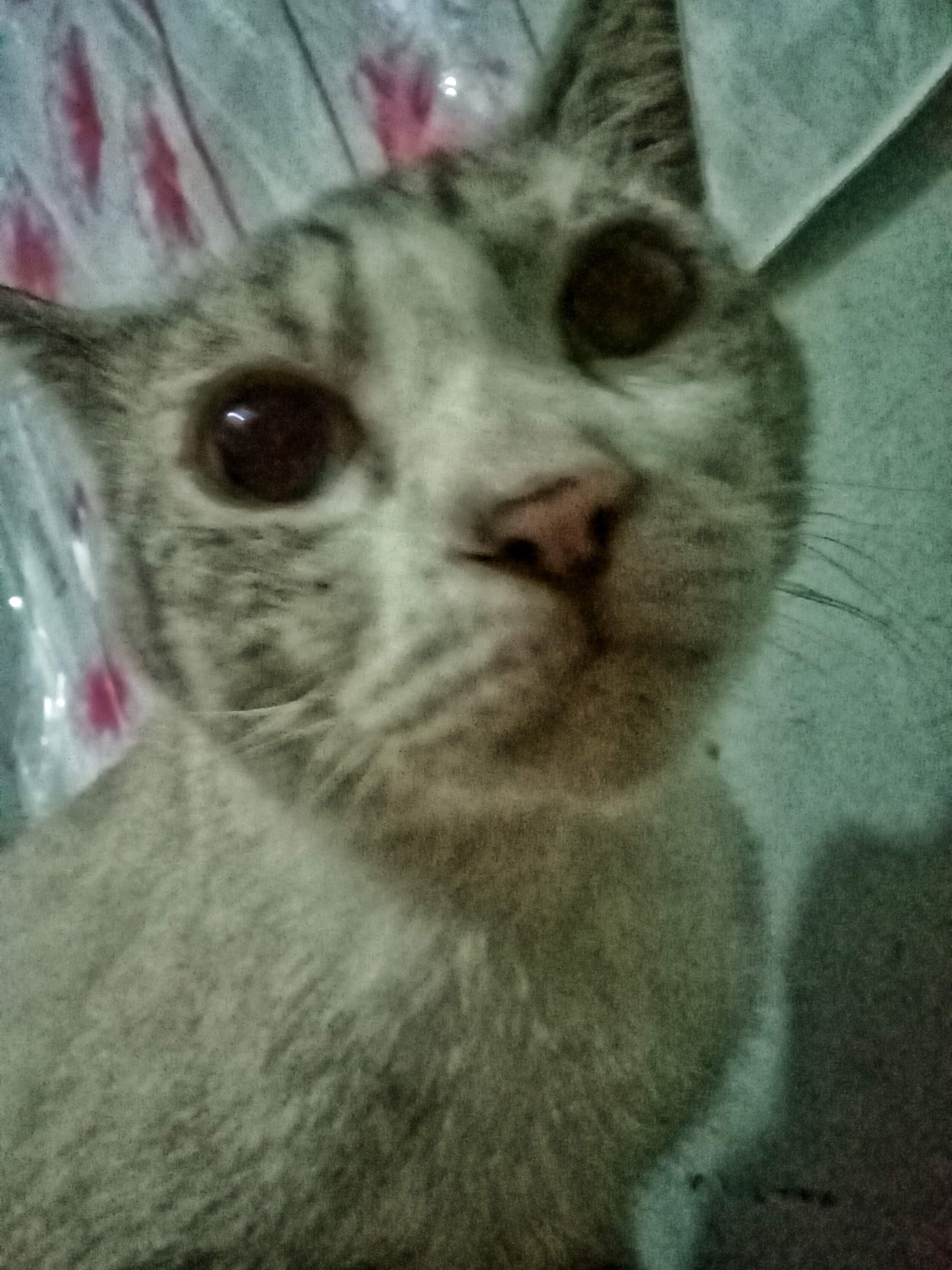 He's very cute and loving also.