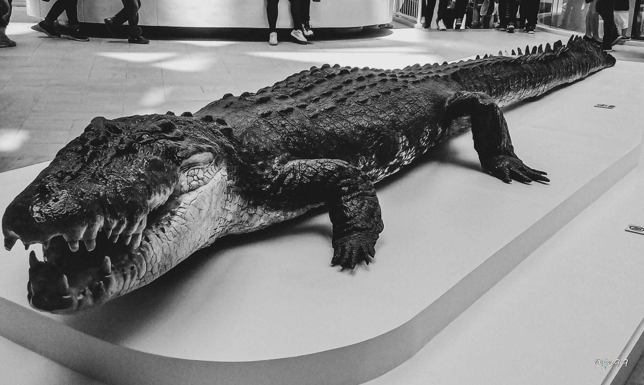 "Lolong" 
The longest crocodile lives in saltwater captured in Agusan del Sur, died since 2013.