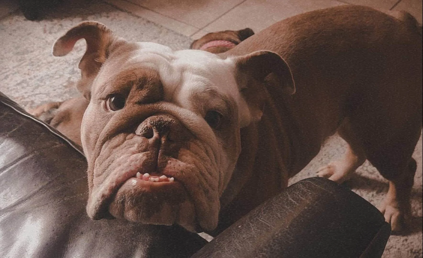 He had that expression of his face like he did something bad or he's interesting on what's on your hand. When doorbell ring he makes weird noise.