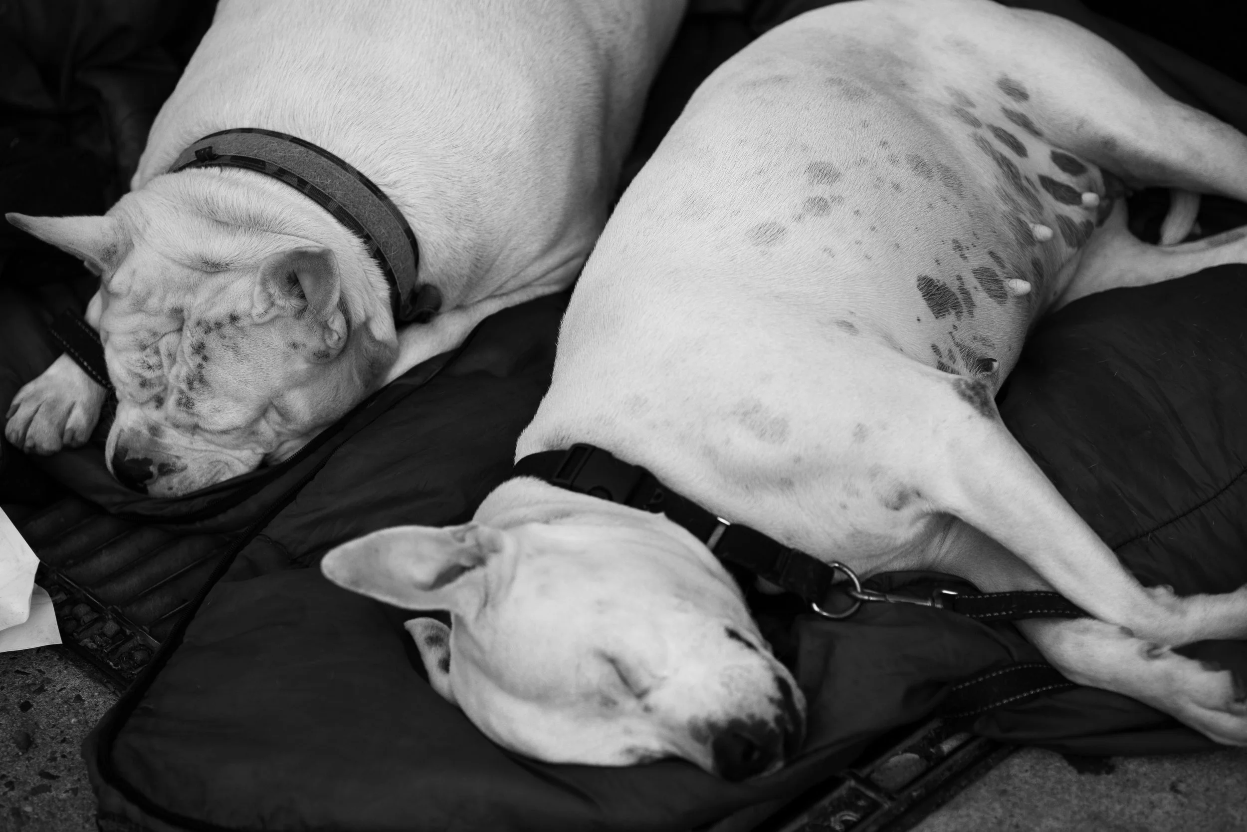 SLEEPING DOGS  (16x24)
