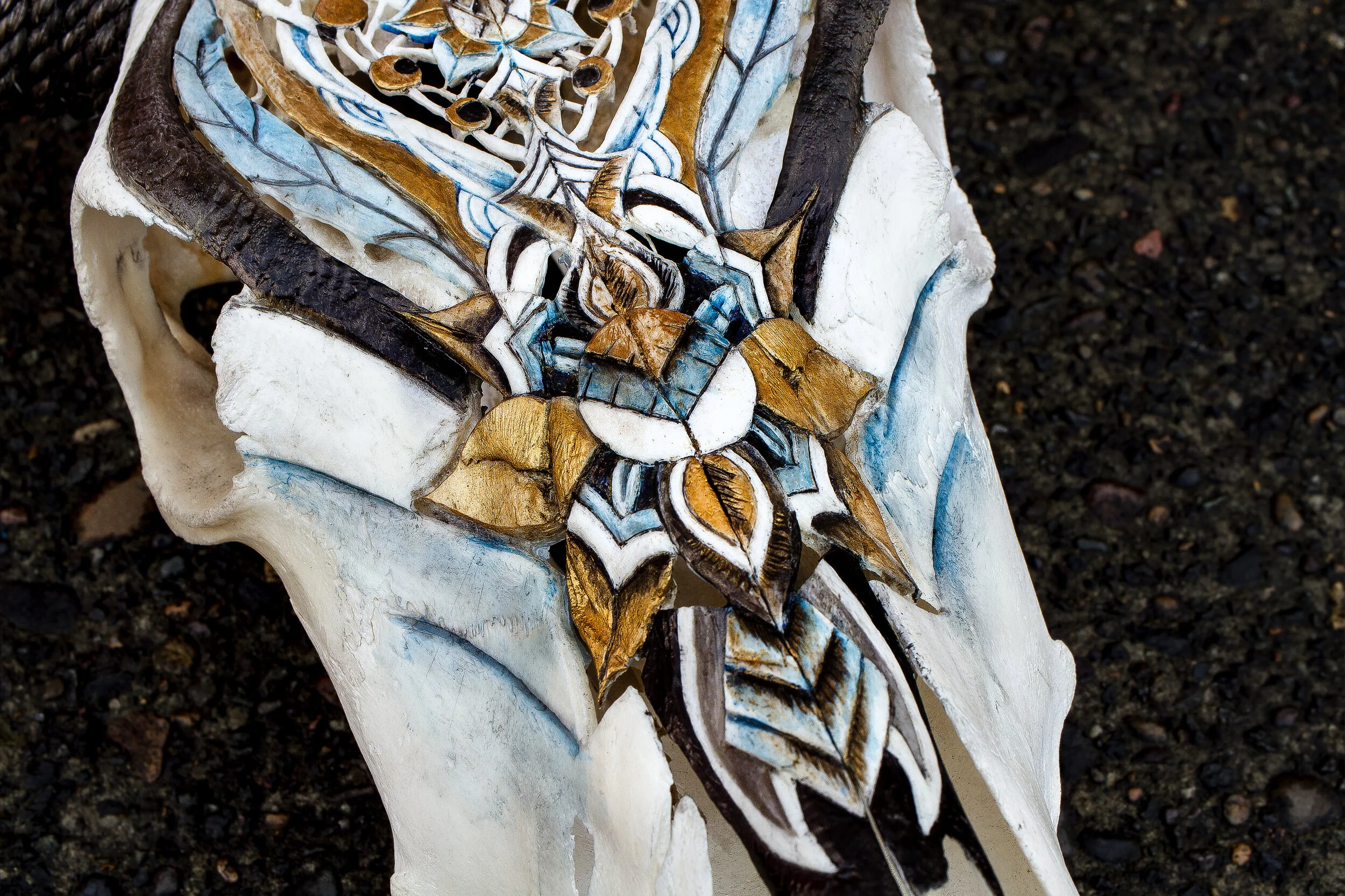 teotecow snout angle.jpg