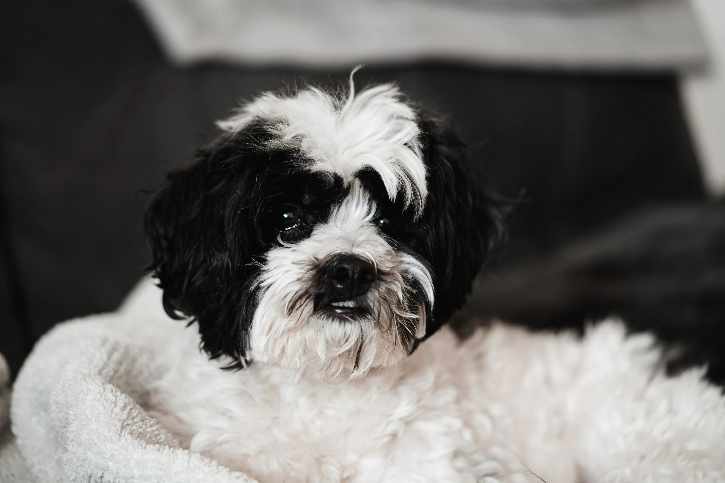 Black and white fluffy dog with expressive eyes lying on a soft blanket.