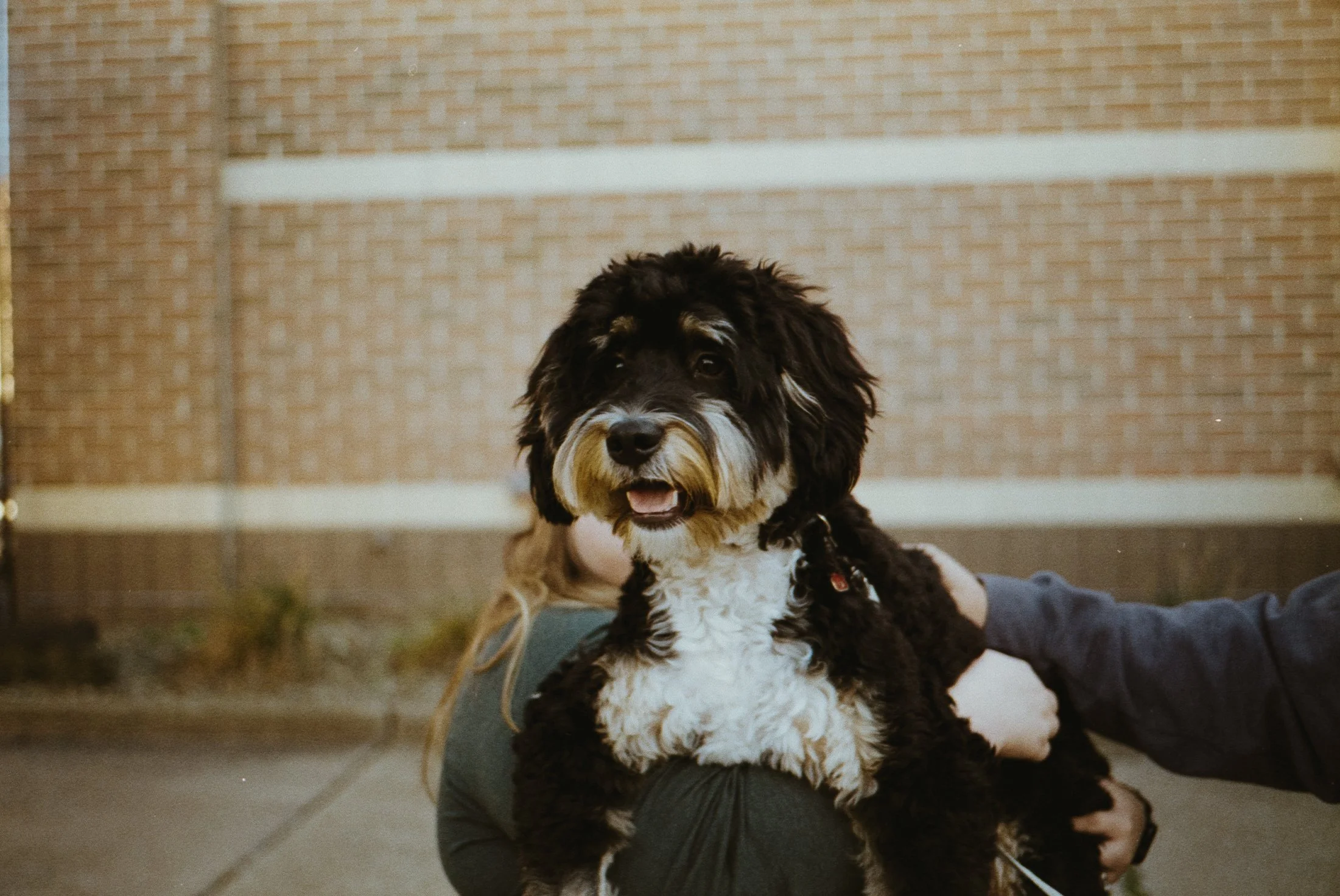A black, white, and brown fluffy dog being held by a person outdoors in front of a brick wall.