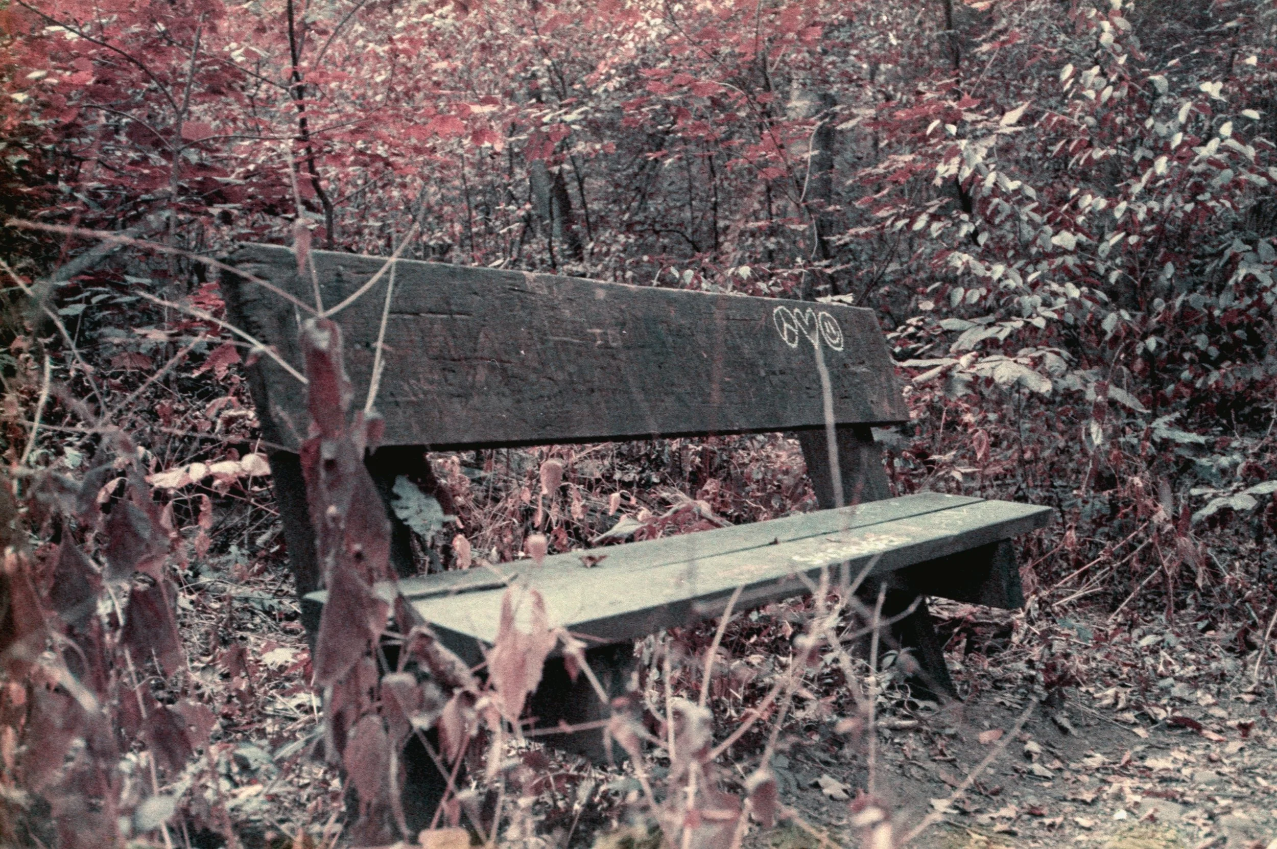 Old weathered wooden bench in a forest with overgrown plants and trees surrounding it.