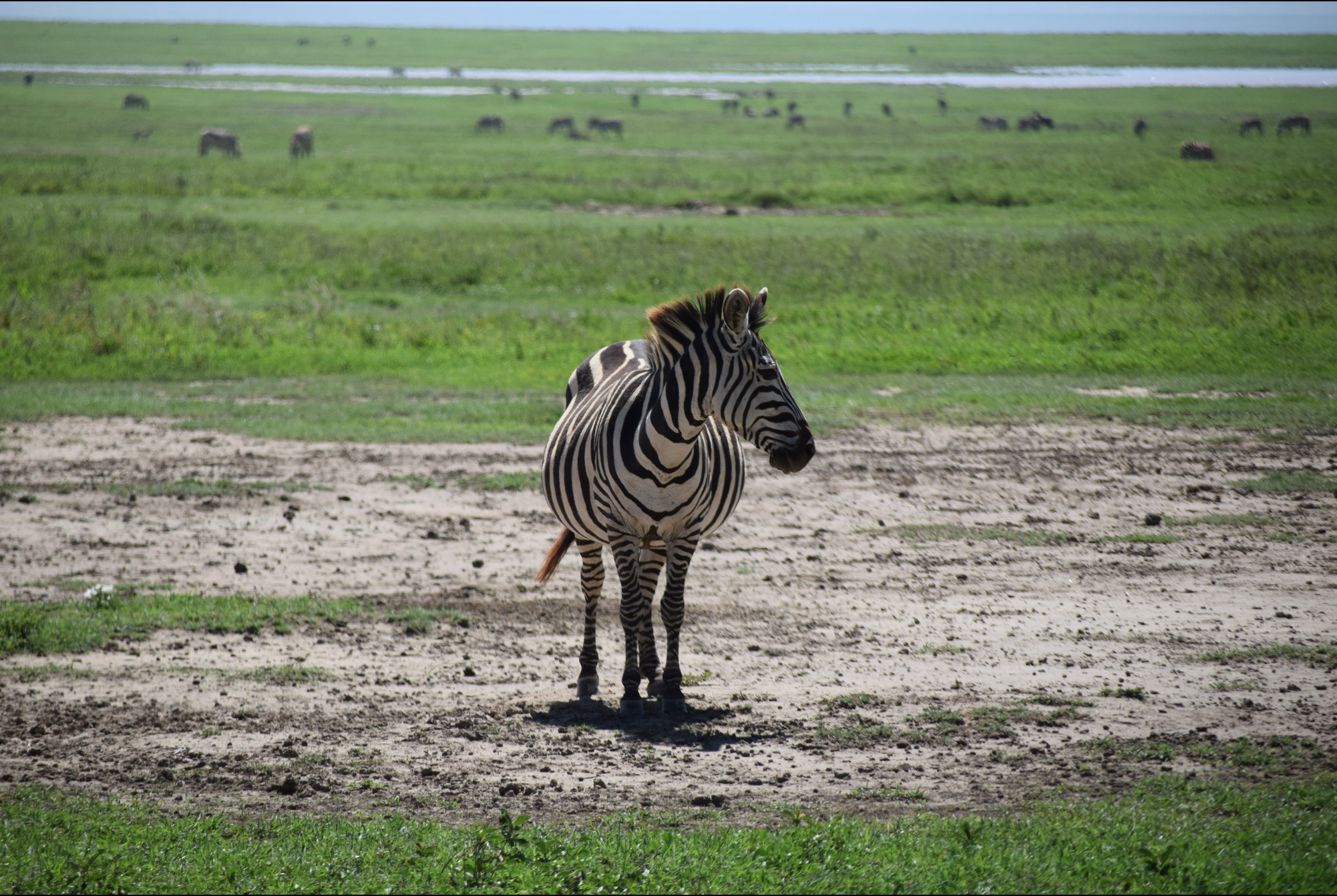 Photo Editing, wildlife photography and videography
