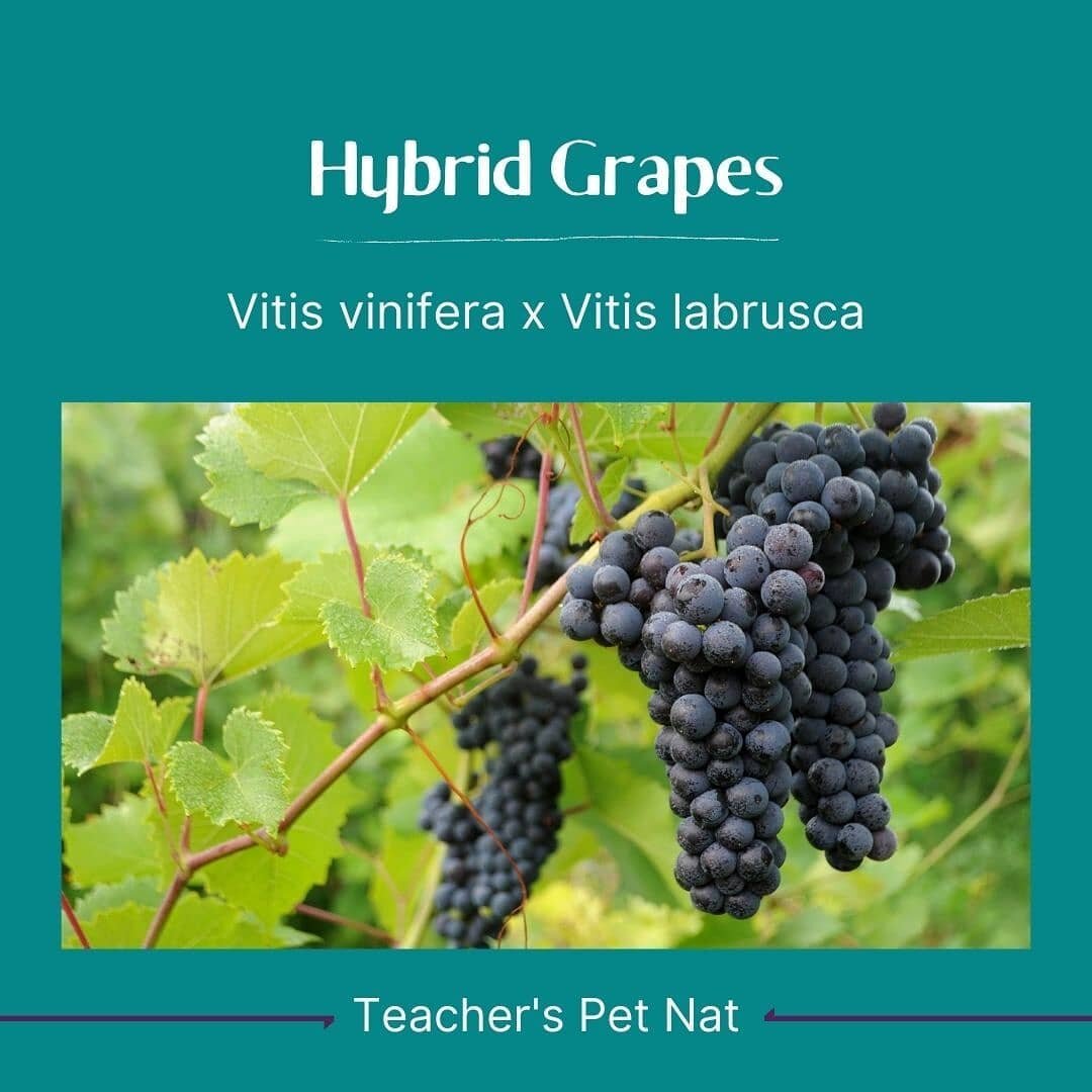 Thank you, hybrids, for saving wine as we know it! 🍇🌿

If you're like me, you may be shocked to learn how many of the grapes we grow in Virginia are actually hybrids!! This just proves the creativity and resilience of the wine industry, as well the