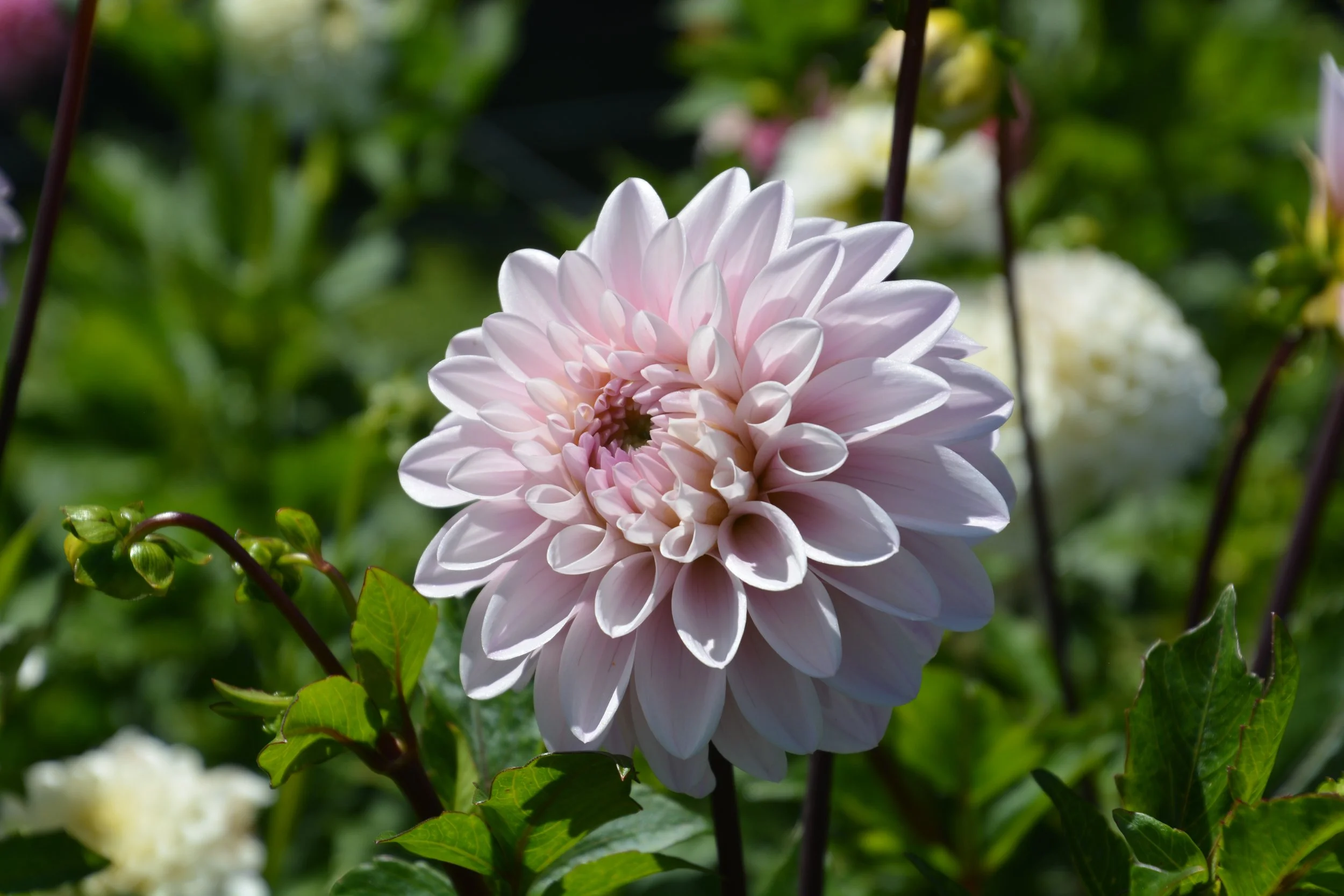 Flora's Calm Blush