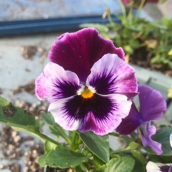 Wow, flowers continue to amaze me! 

I grew these pansies from some old seed last year - I think it was Sizzle Frizzle Raspberry (how&rsquo;s that for a cool name!). I sneaked them into the vege garden, and they flowered their socks off through Spiri