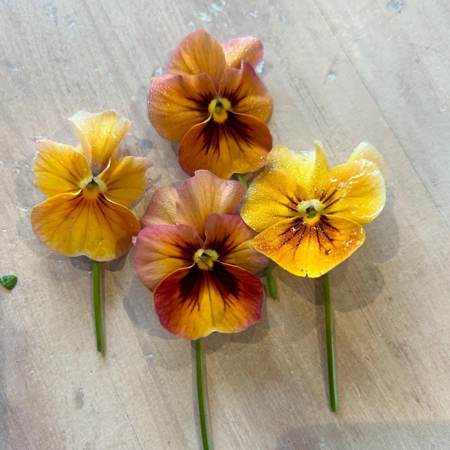 My Pansy &lsquo;Nature Antique&rsquo; have just produced their first wee flowers. 

Sadly I shall be away from the farm for most of their flowering season, so I&rsquo;m taking pictures so I can still enjoy them from afar&hellip;
